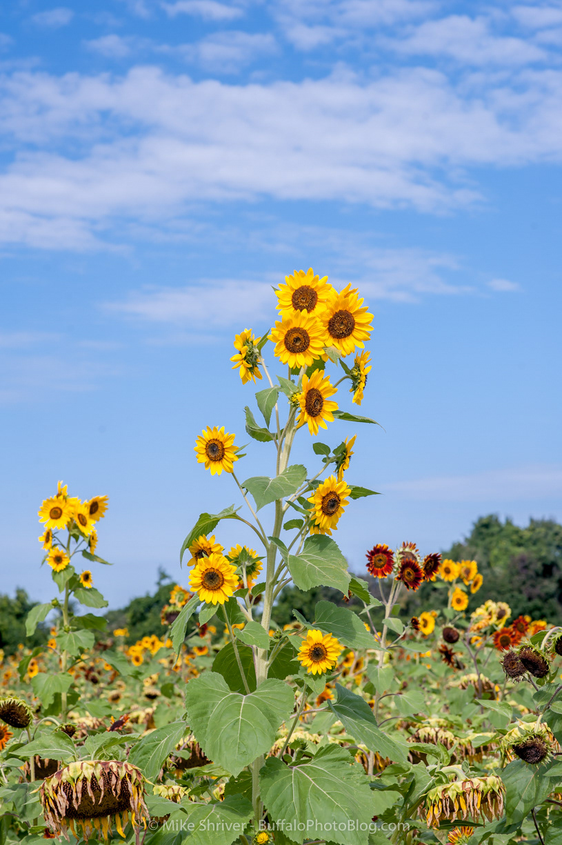 Photography of Buffalo, NY sunflowers of sanborn