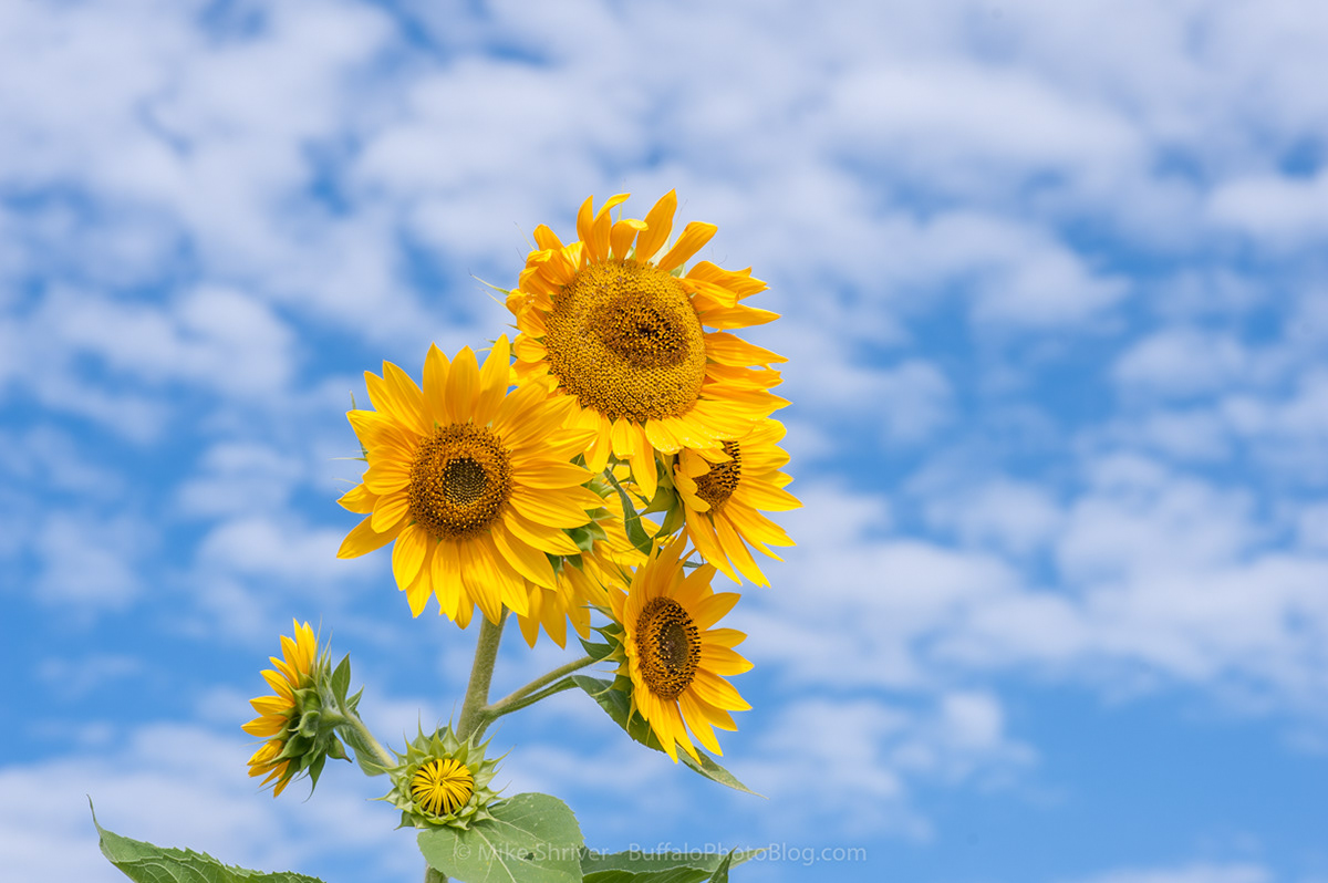 Photography of Buffalo, NY sunflowers of sanborn