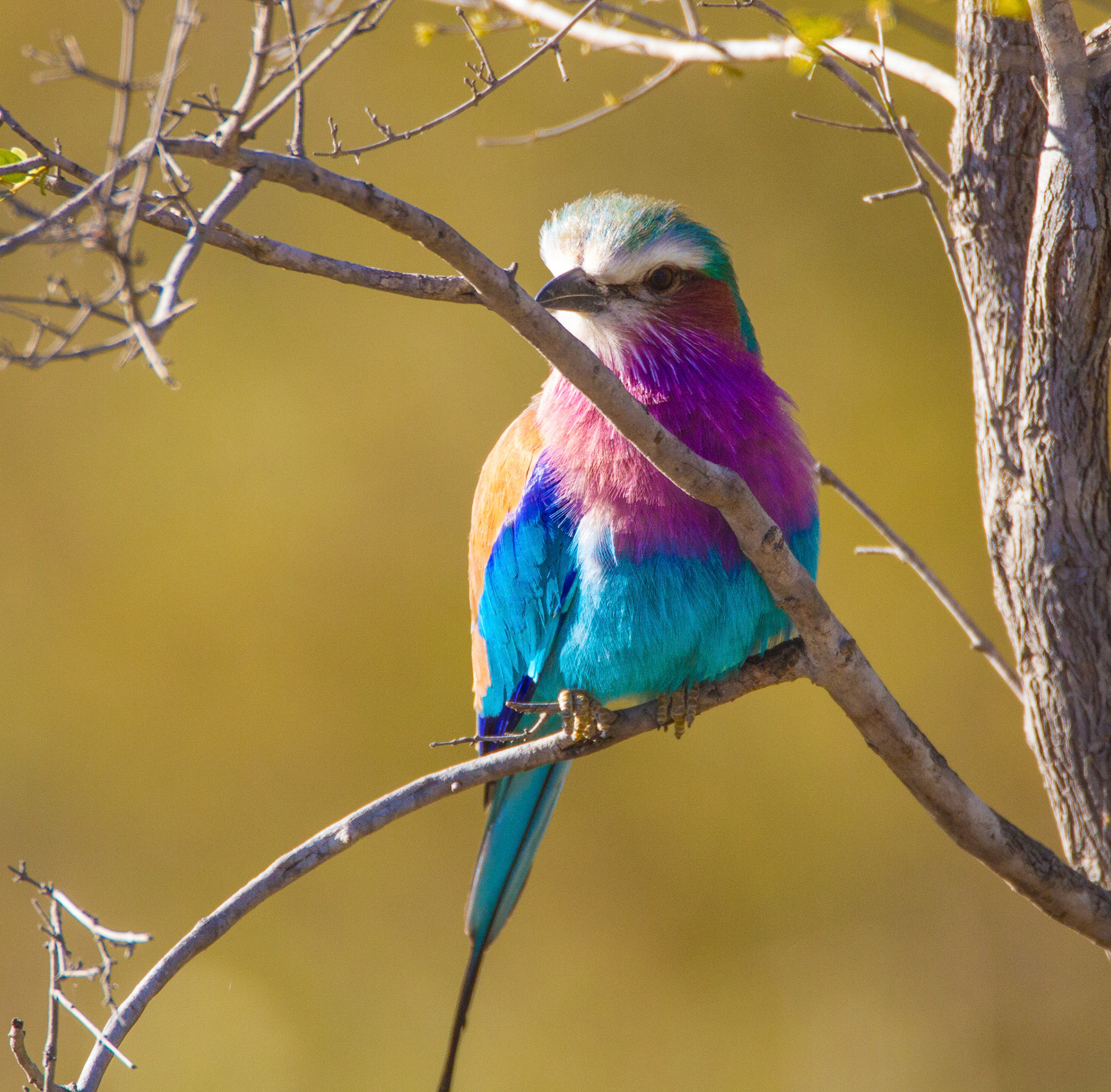 Lilac Breasted Roller