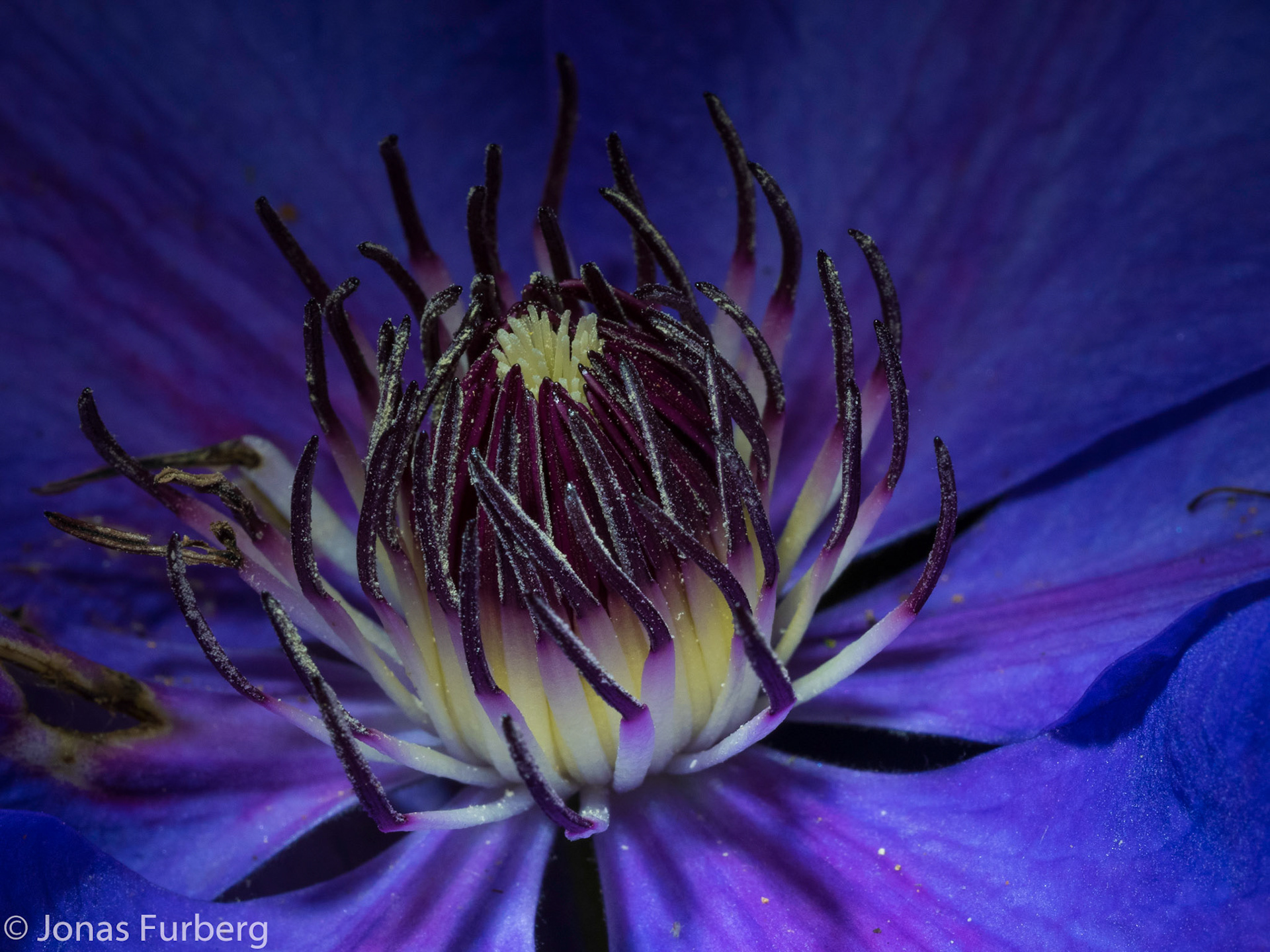 Clematis