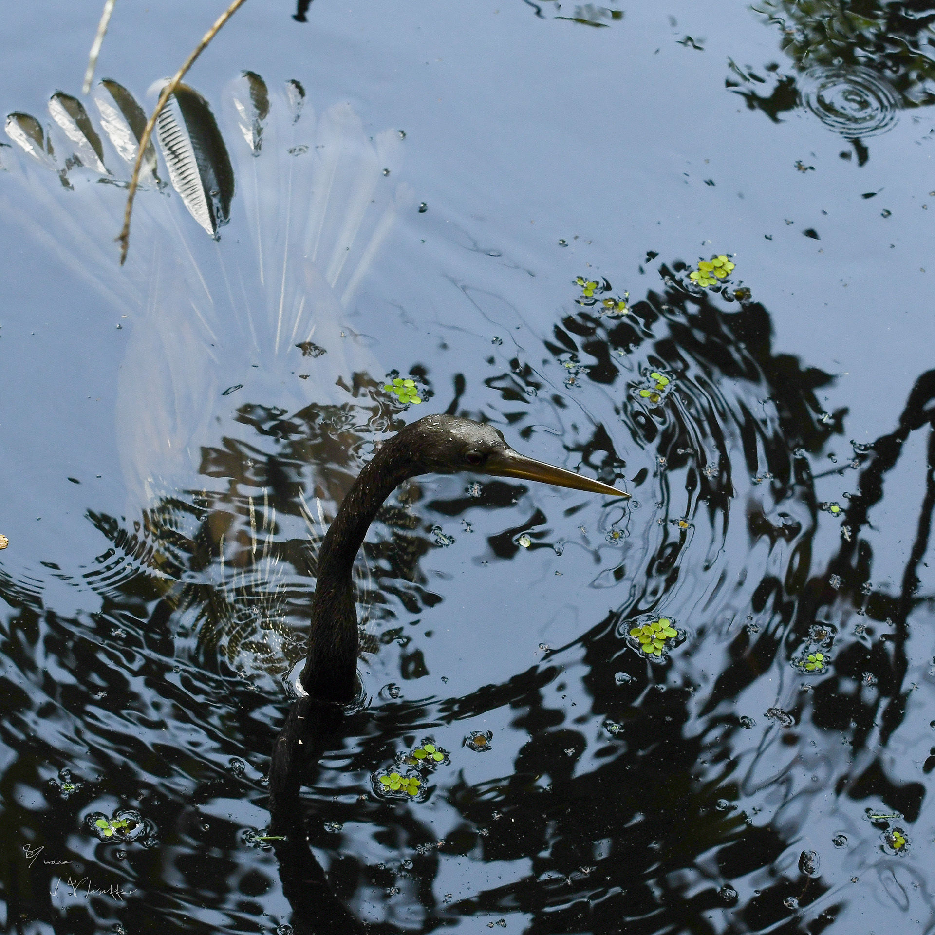 slangehalsvogel