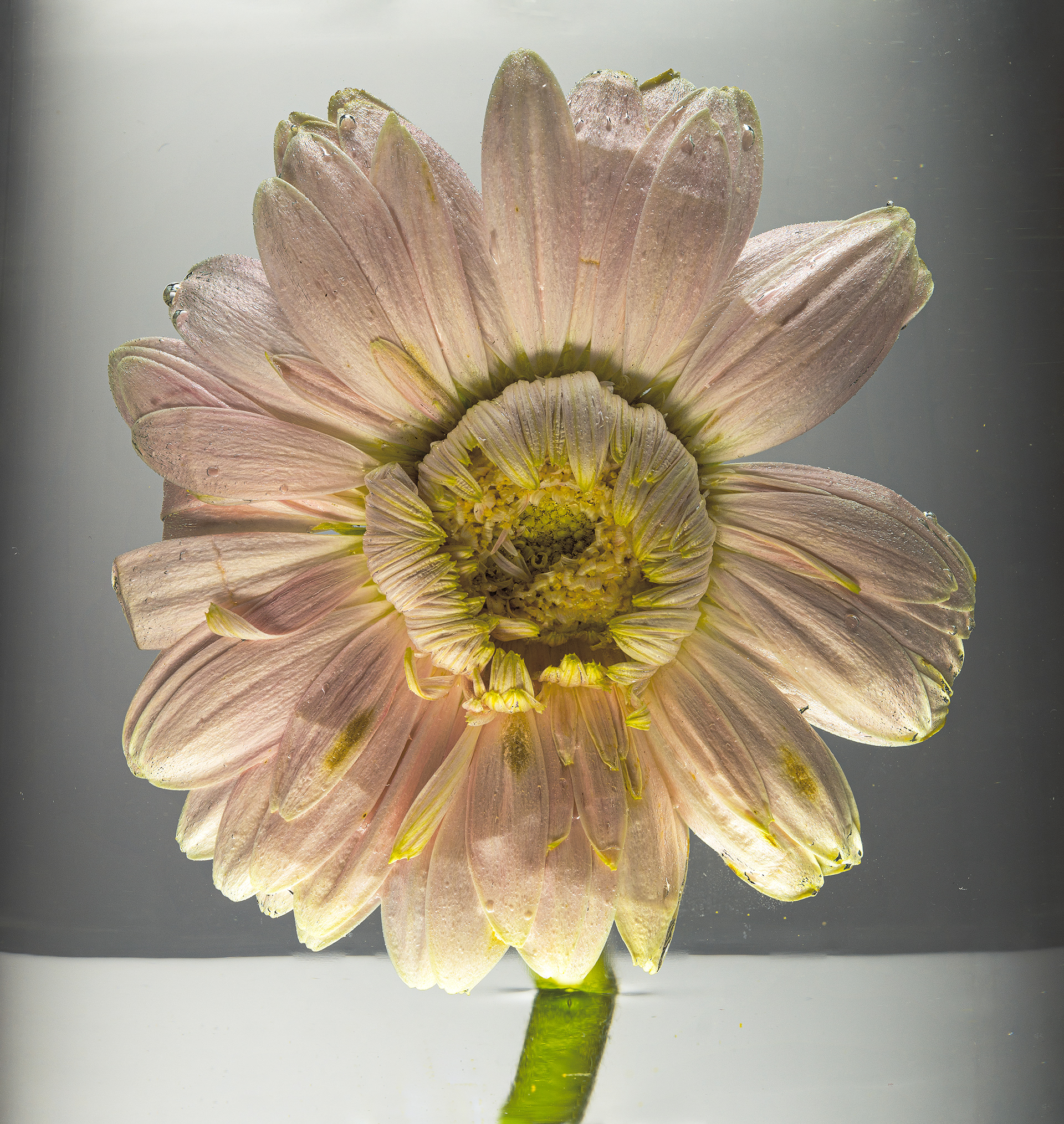 Whitish dalia submeged in water with bubbles against a grey background in the studio