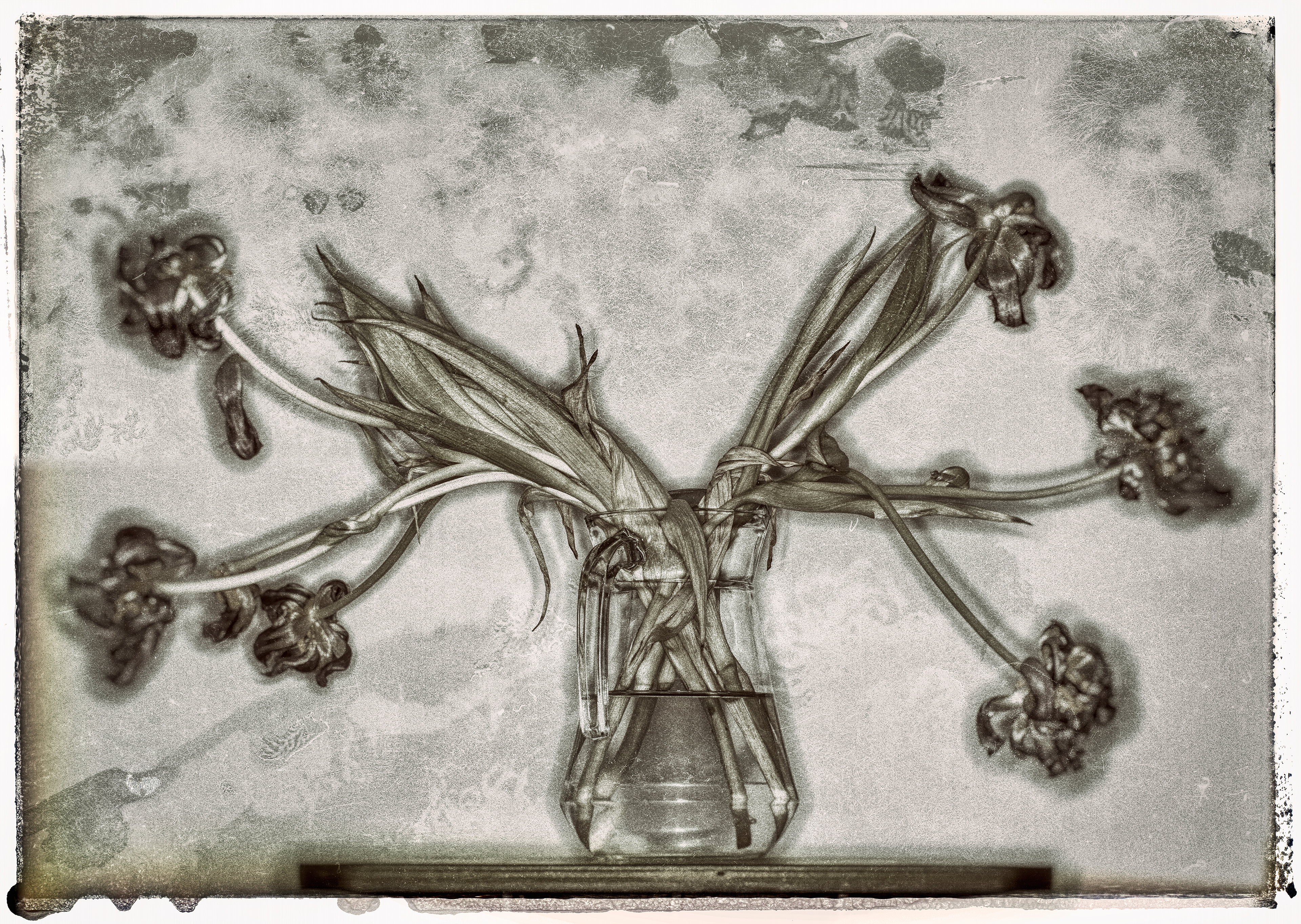 Wiyhering tulips in water filled pitcher against a light background. Photographed with a distressed look with smudges and a frayed border