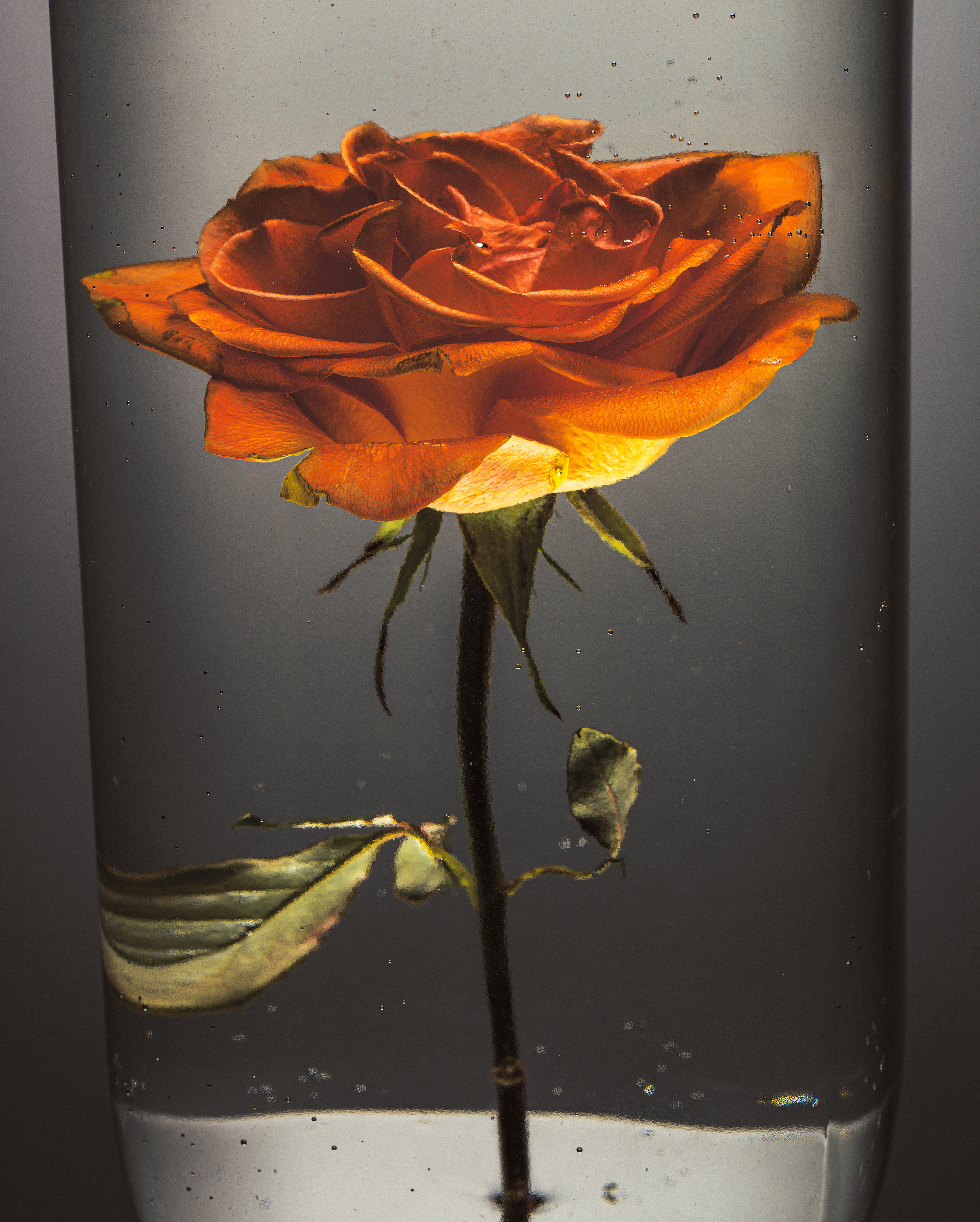 Red rose submerged in a glass of water against a dark grey background in the studio