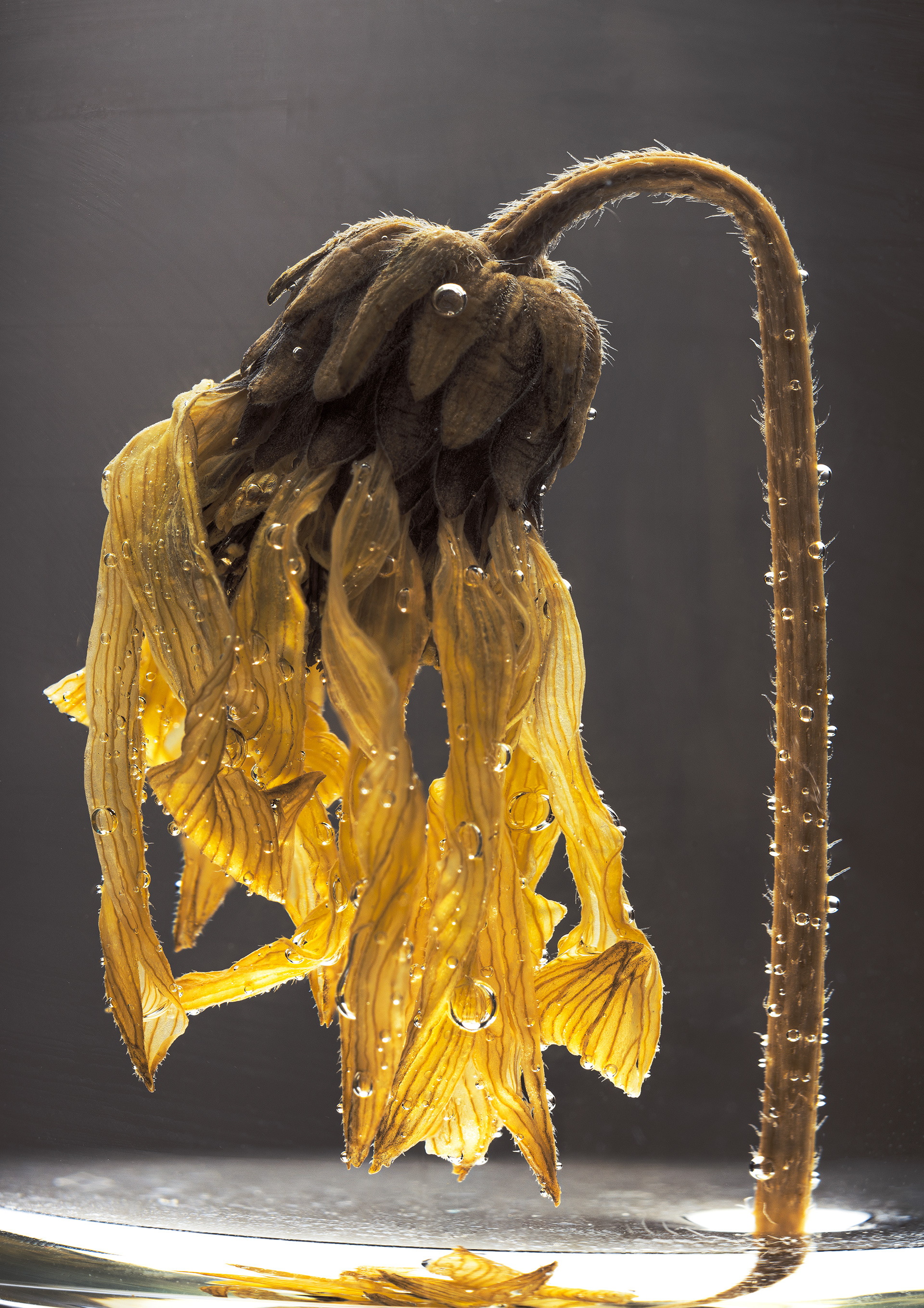 Dried dandelion submeged in water with bubbles all over it against agrey background in the studio