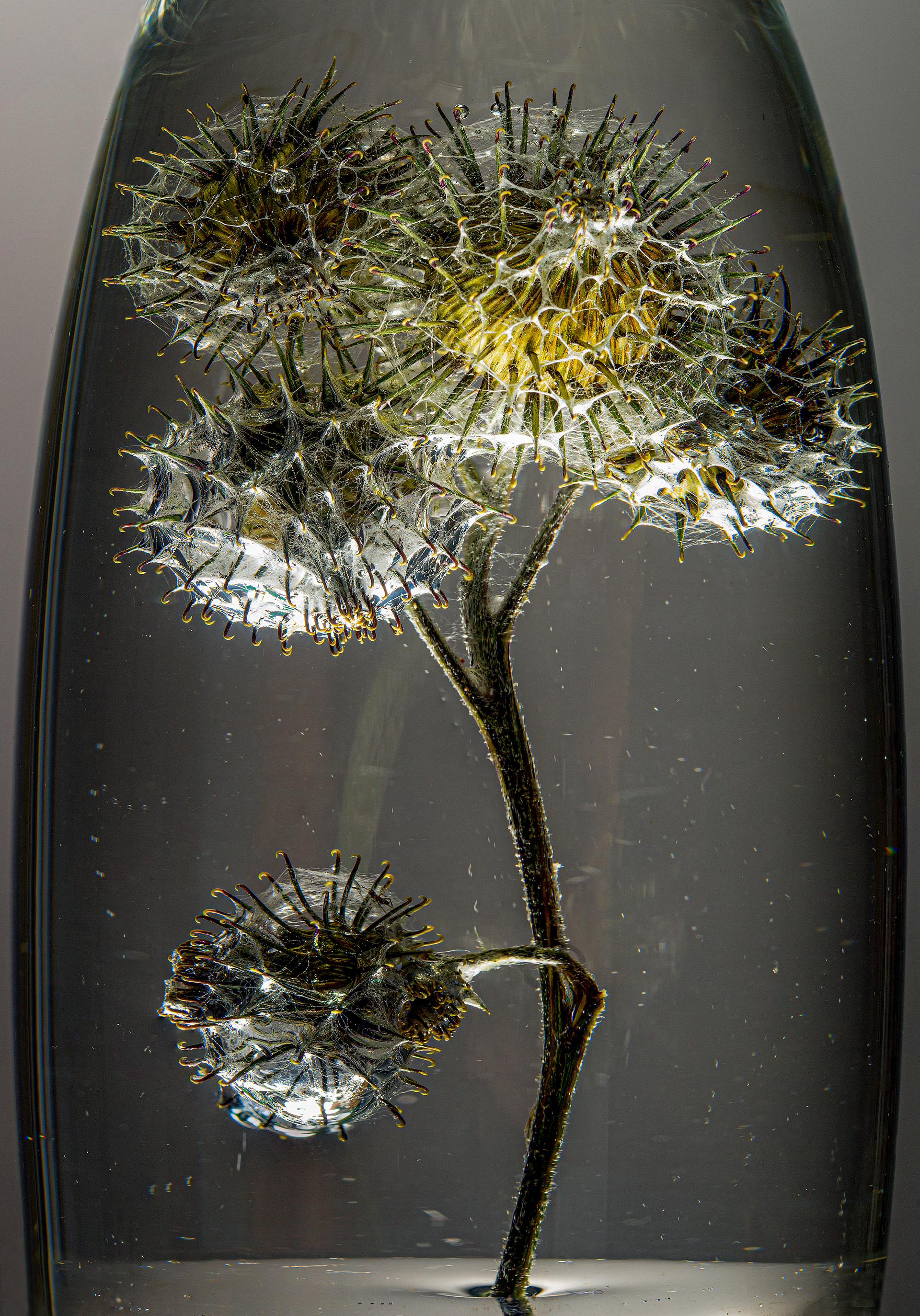 A bur in a glass of water with cobwebs on it and bubbles against a grey background in the studio