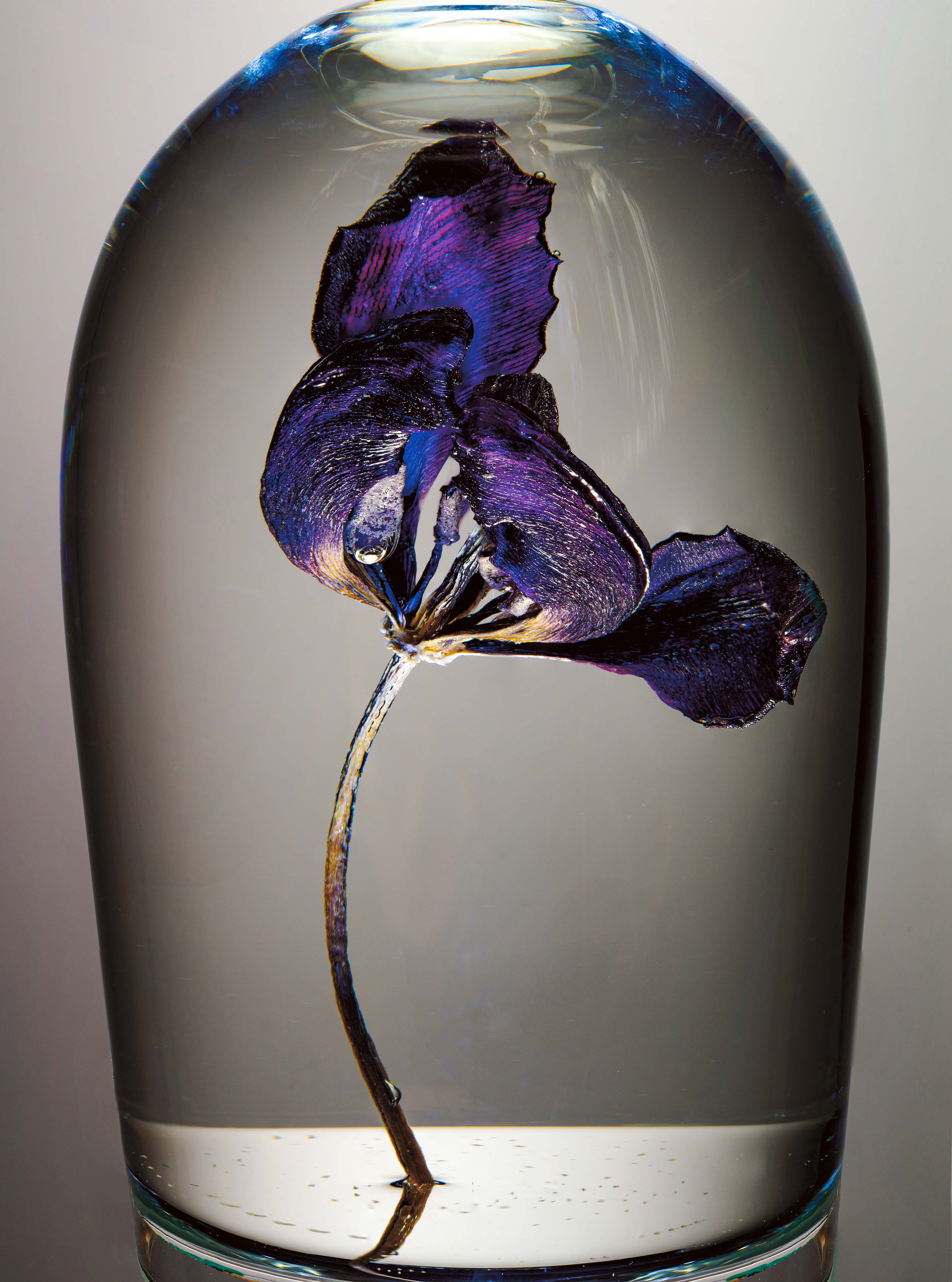A blue dried tulip in a glass of water with bubbles against a grey background in the studio