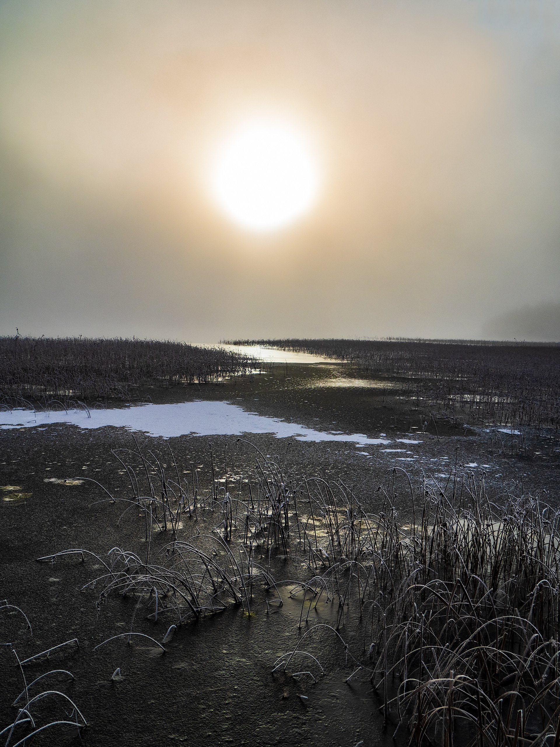A hazy winter morning by the frozen lake in Sweden with frozen reeds sticking up from the ice and the sun very bright but not being able to break through the mist