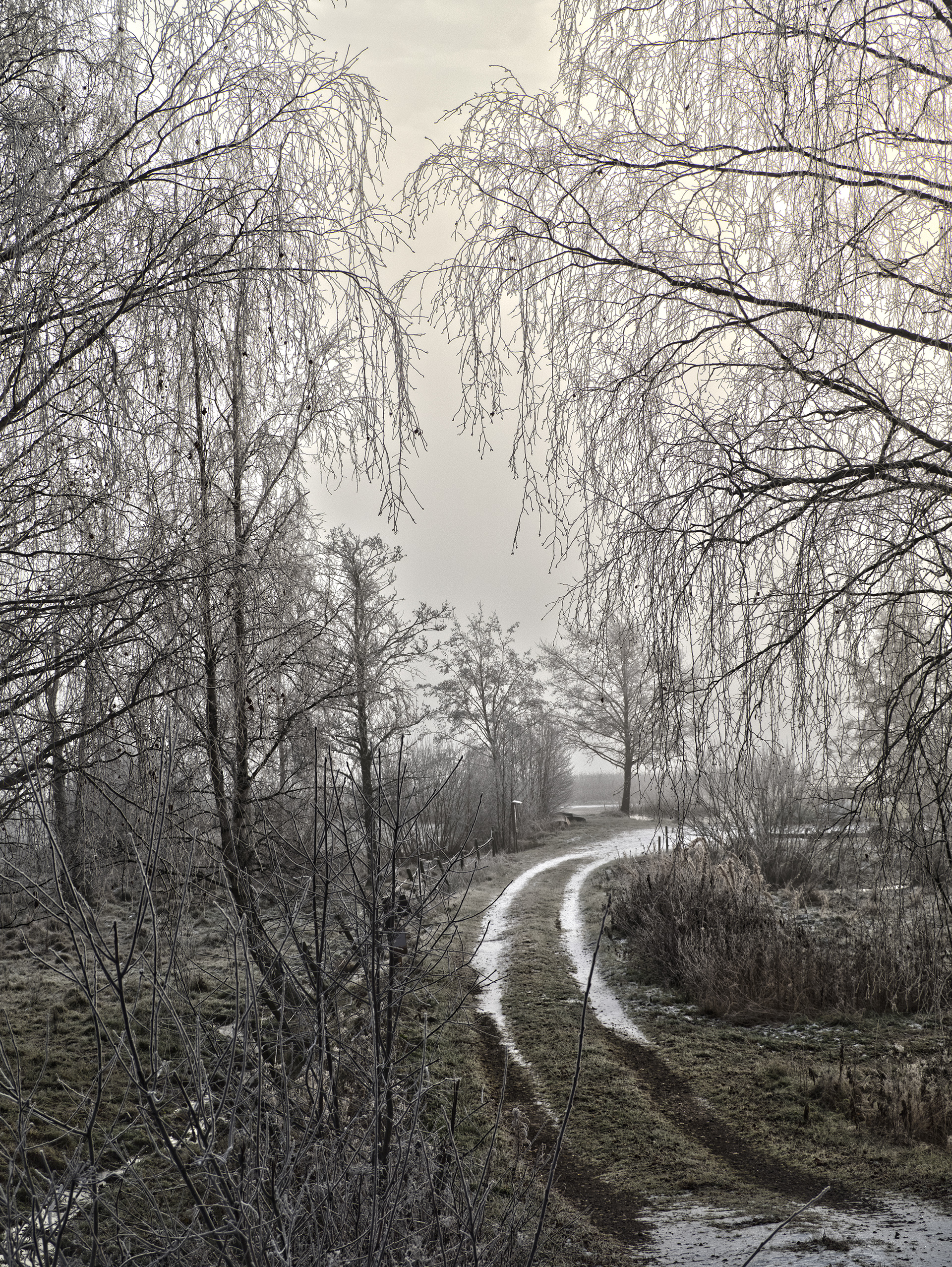 A winding country road lined with frosty trees and slight mist on a cold winter morning in Sweden