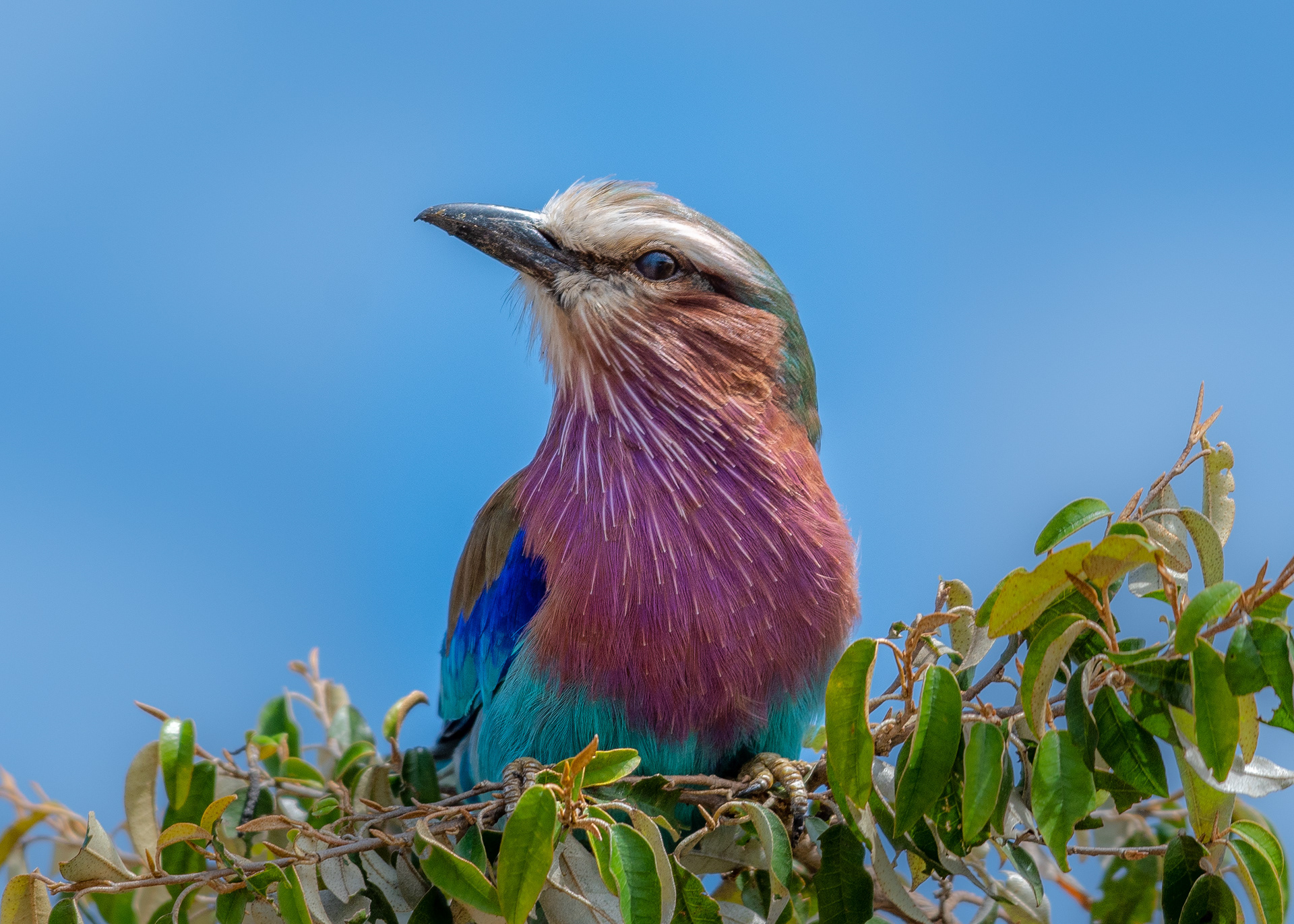 Wendi Fisher - Birds of Kenya