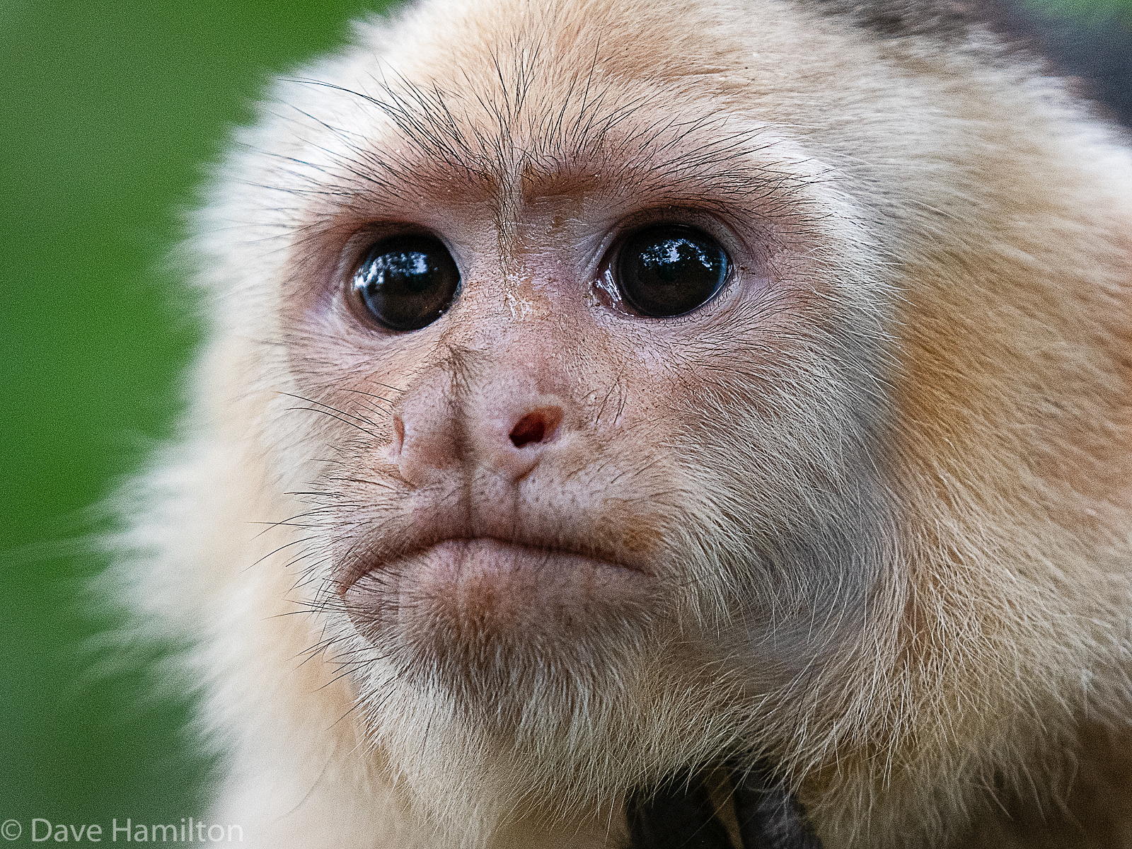 Dave In The Jungle White faced Capuchin Monkey