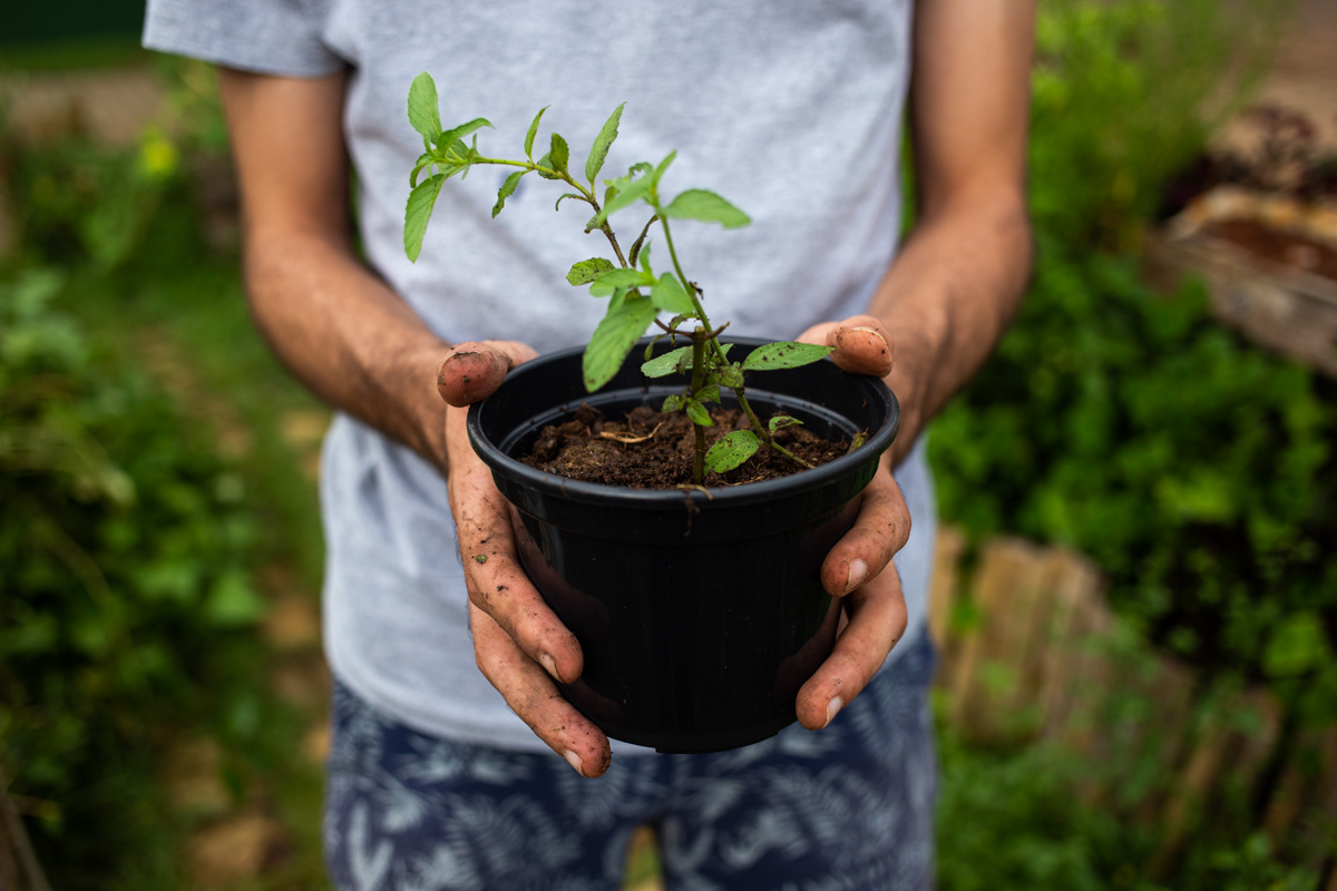 Aprenda a plantar sua comida na cidade. Com Coletivo Dedo Verde. Sesc Campo Limpo, 2019.