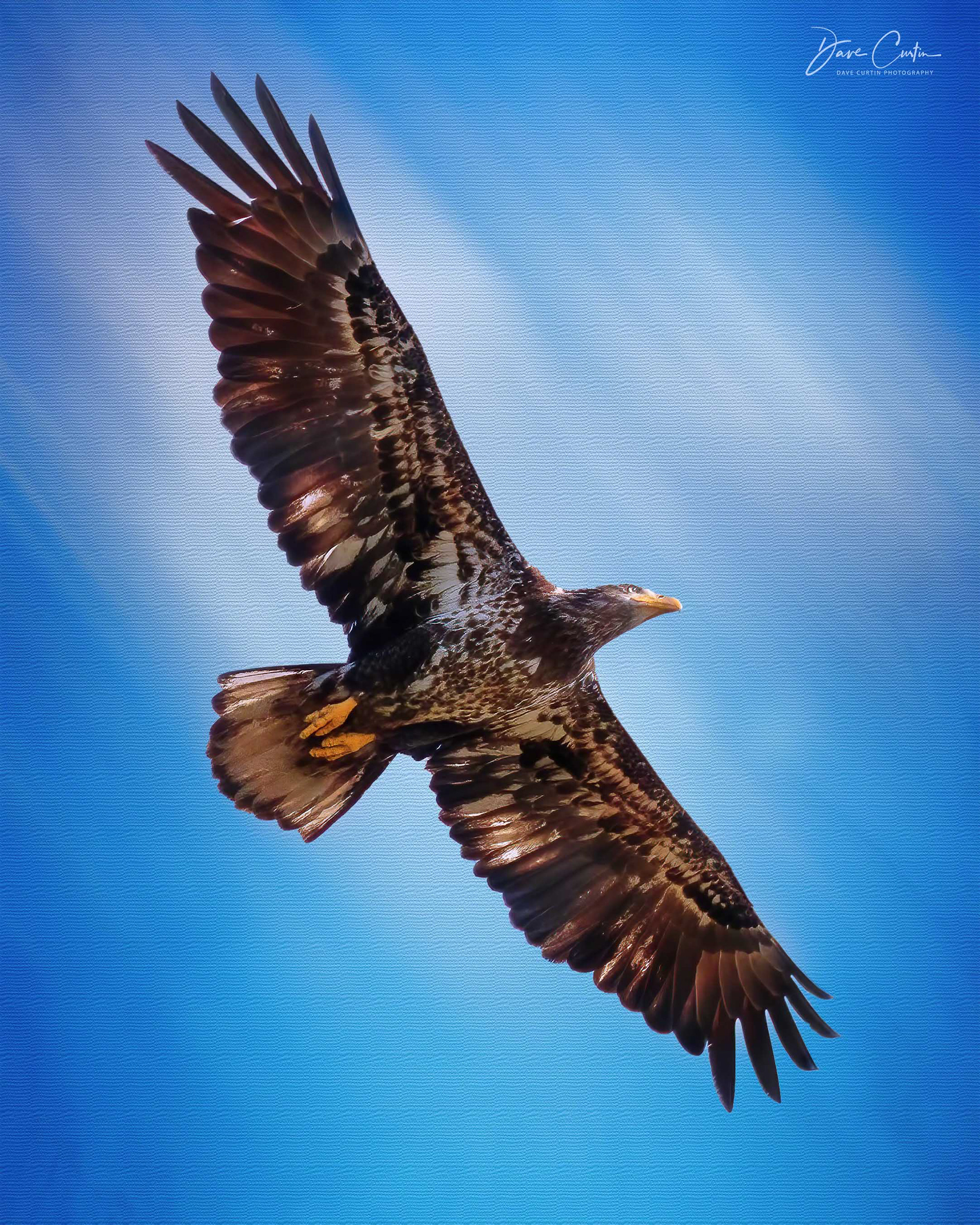 Juvenile Bald Eagle