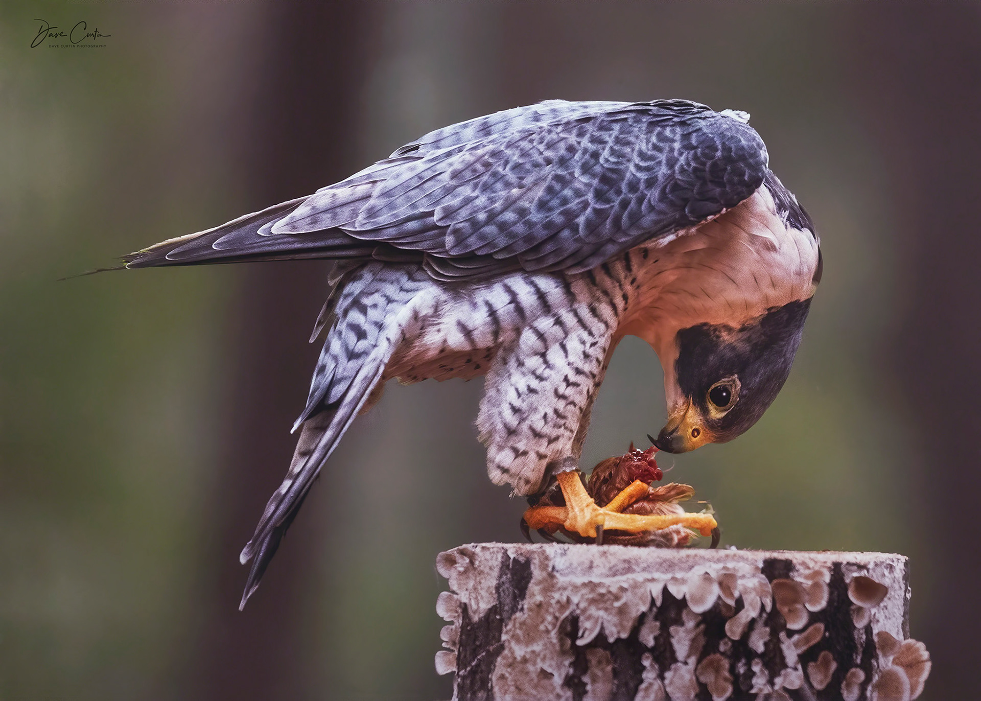 The Hunter