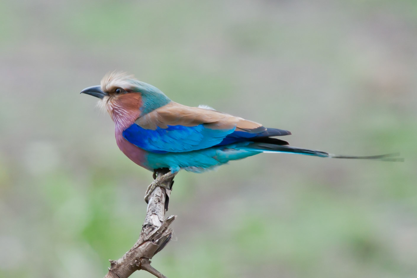 Lilac-Breasted Roller