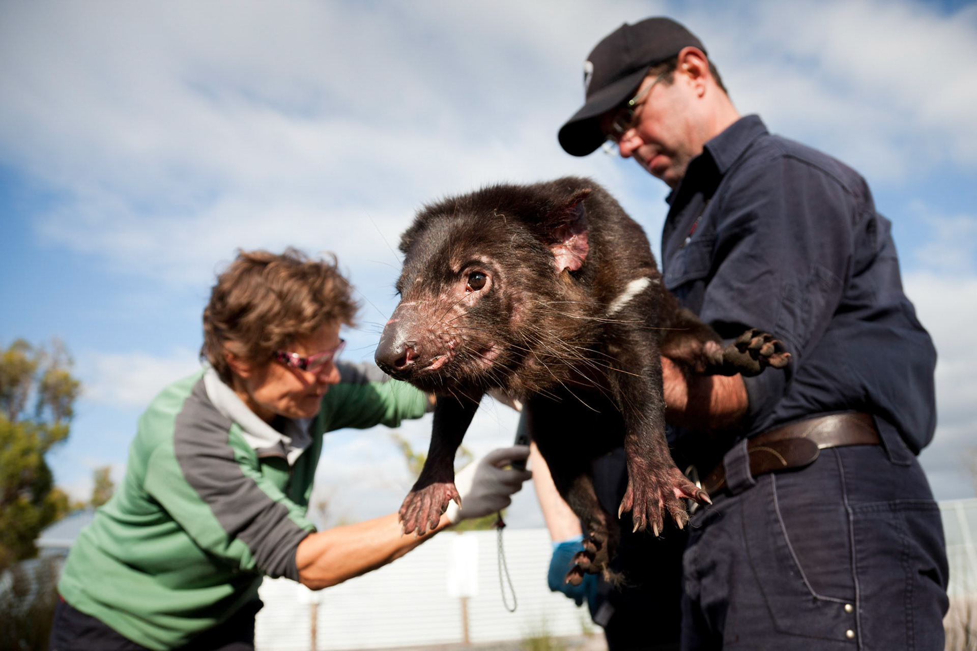 Save the Tasmanian Devil Program, insurance population monitoring in Northern Tasmania.