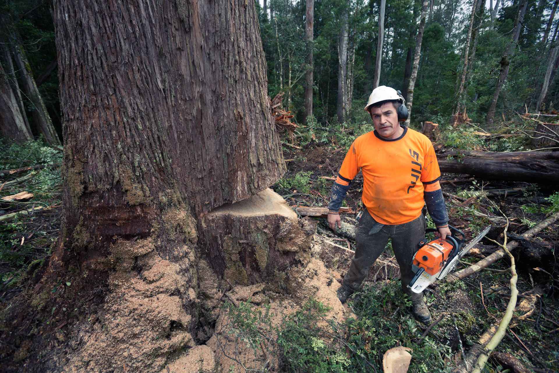 Final logging of World Heritage nominated forests at Butlers George in central Tasmania.2013