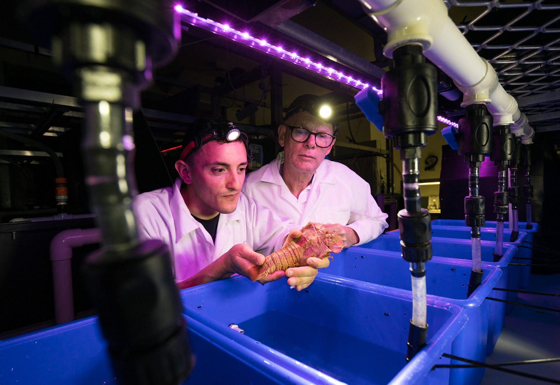 ARC Research Hub for Sustainable Onshore Lobster Aquaculture.Institute for Marine and Antarctic Studies (IMAS) University of Tasmania