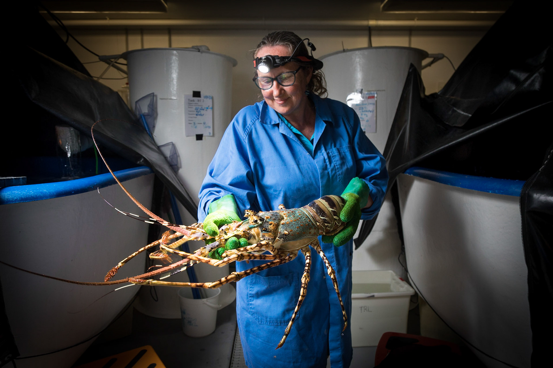 ARC Research Hub for Sustainable Onshore Lobster Aquaculture.Institute for Marine and Antarctic Studies (IMAS) University of Tasmania