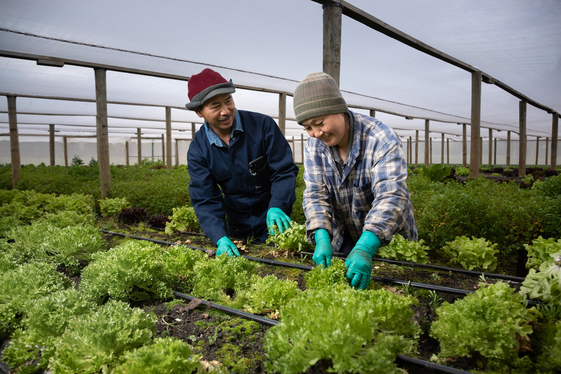 Xai and Yer Xiong of  Xai's Fresh Vegetables at Campania near Hobart.  JNI Covid photo essay for The Australian