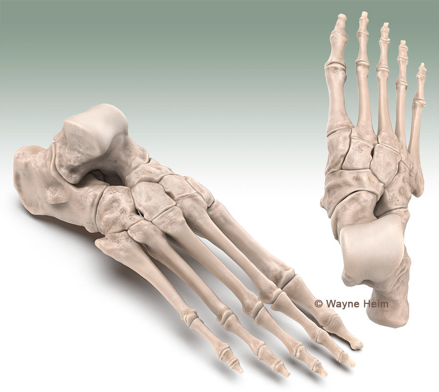 Custom 3D model of human foot