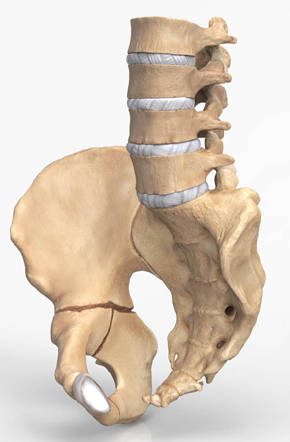 Medical Illustration | Certified Medical Illustrator - 3D Peds Pelvis