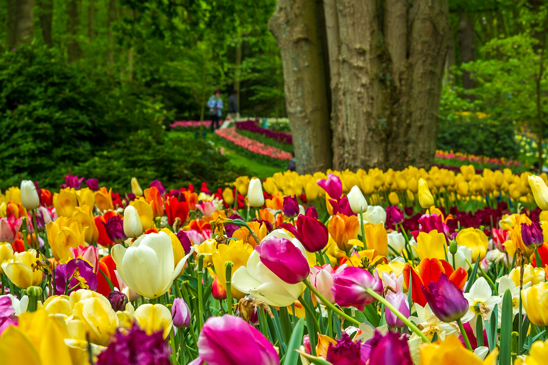 2019 | Netherlands, Keukenhof