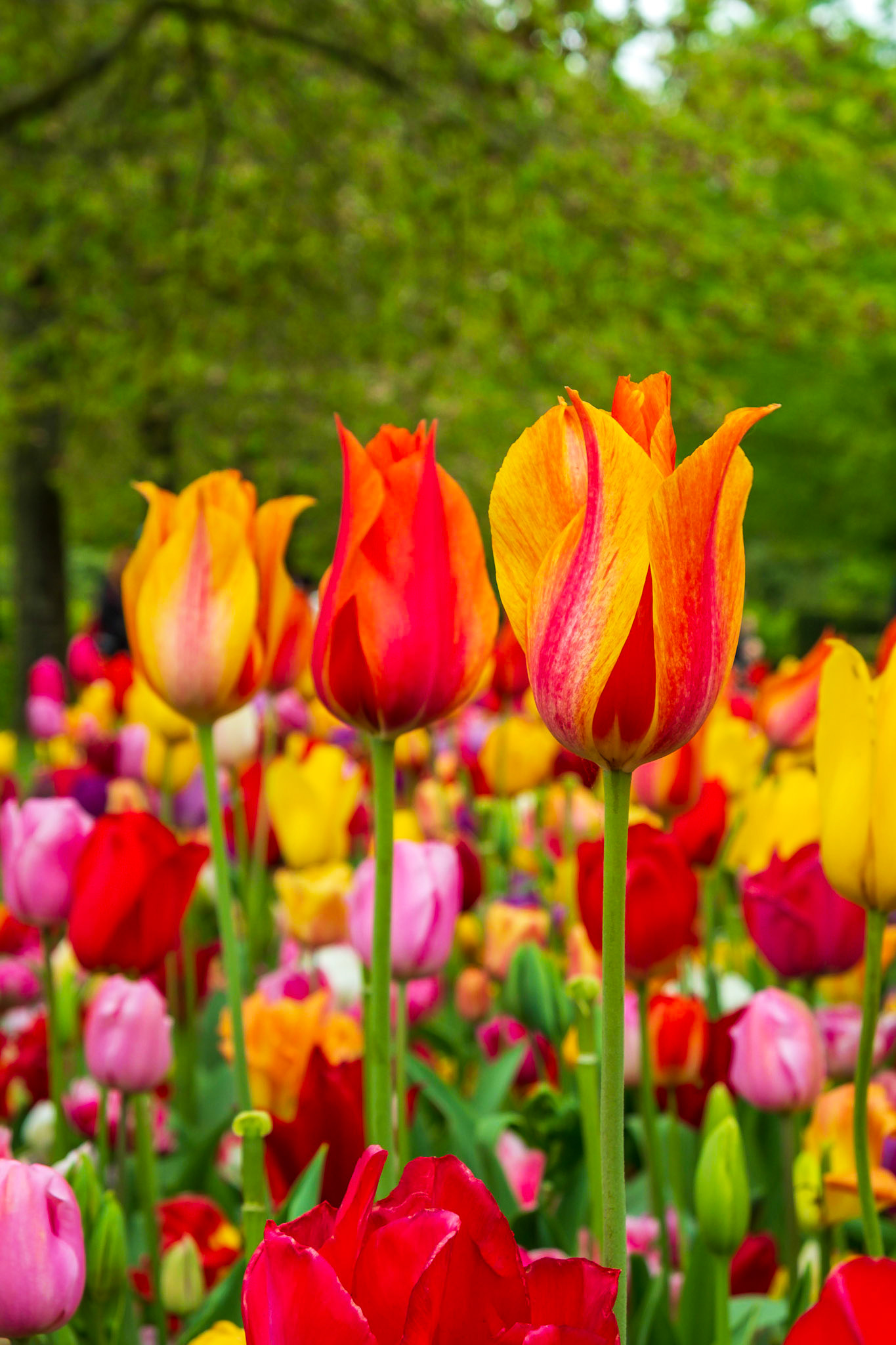 2019 | Netherlands, Keukenhof