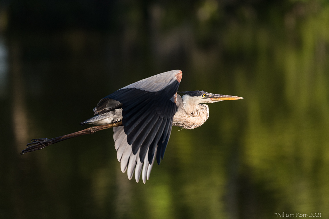 Anhinga In Flight