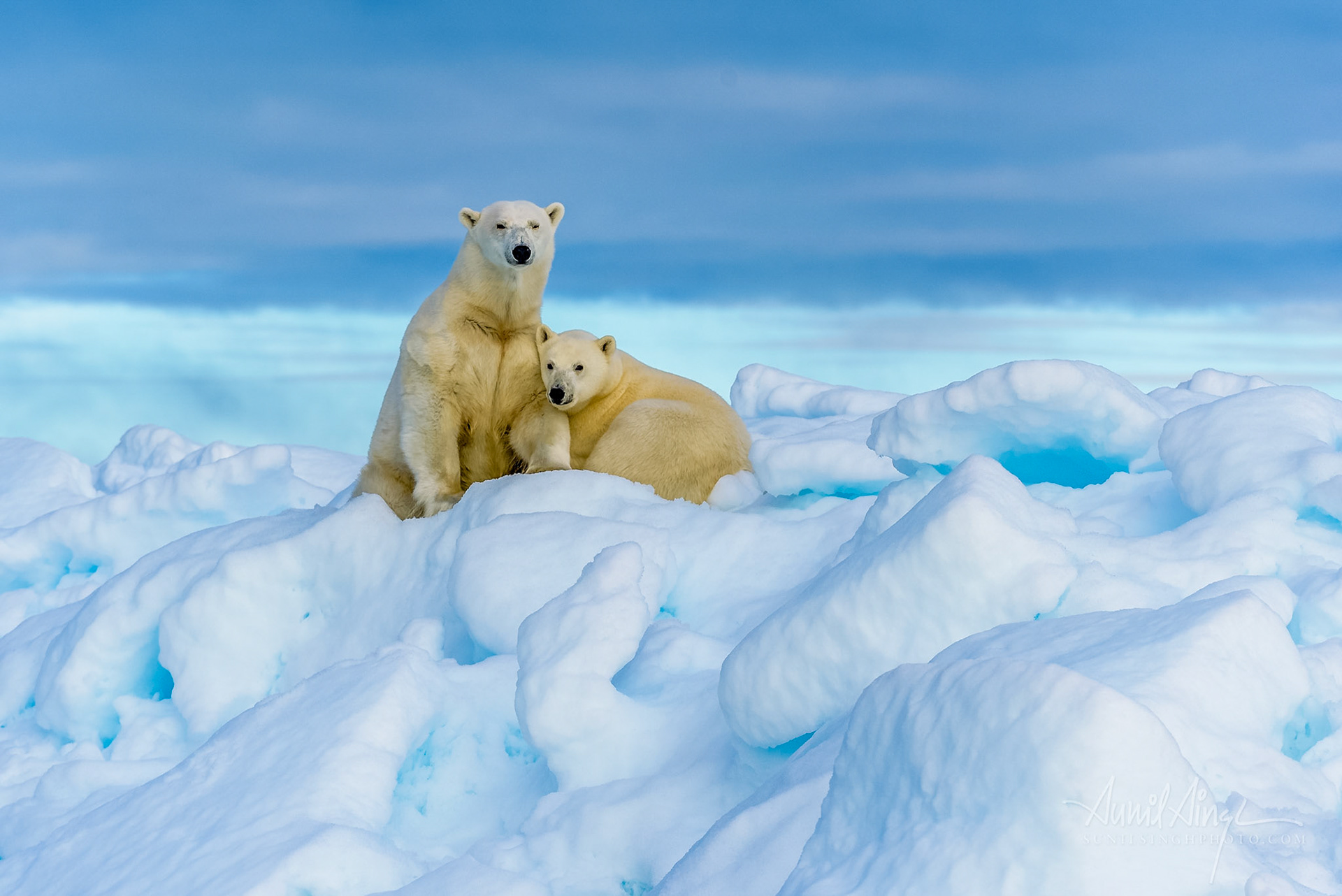 Polar Bear mother and cub, Svalbard