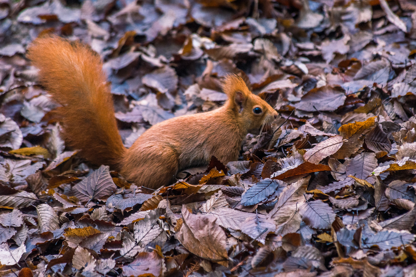 Scoiattolo comune (Sciurus vulgaris)
