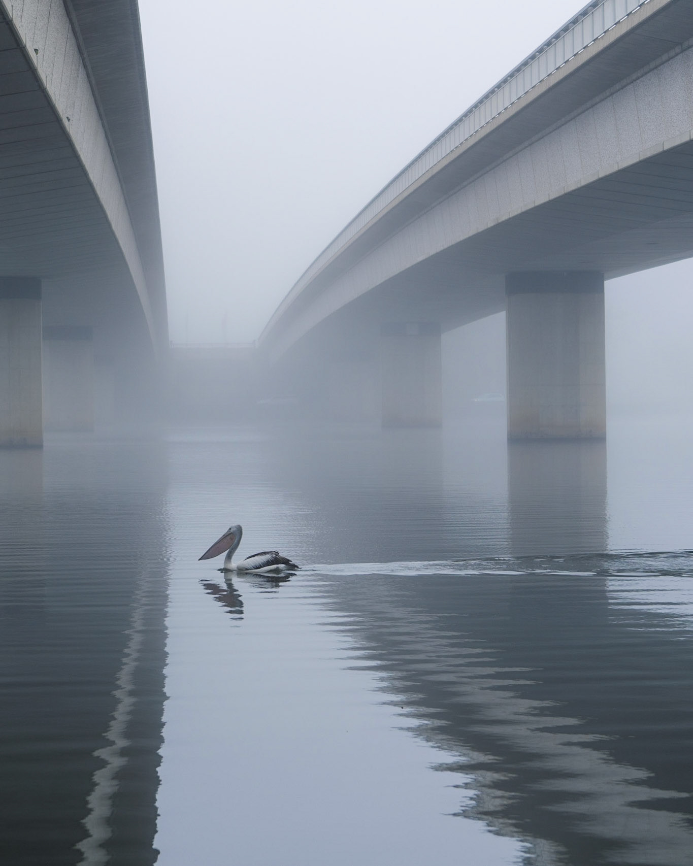 - Cruising on a foggy morning..