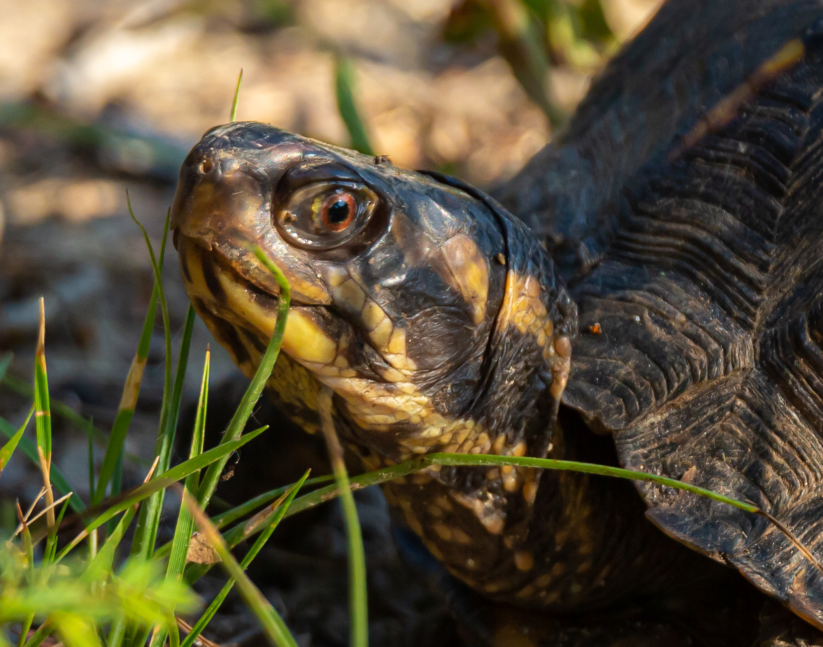 Box Turtle