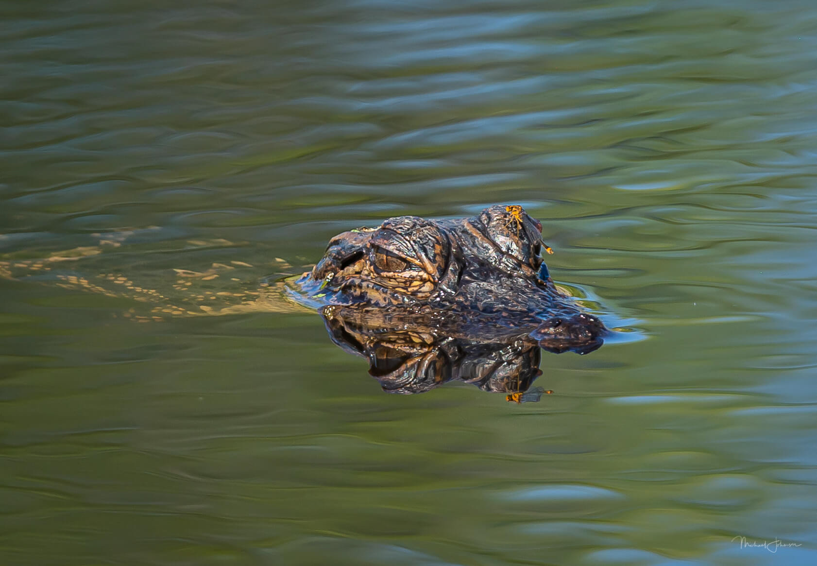 American Alligator