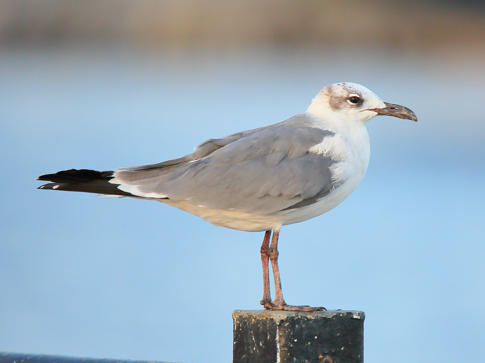 Laughing Gull
