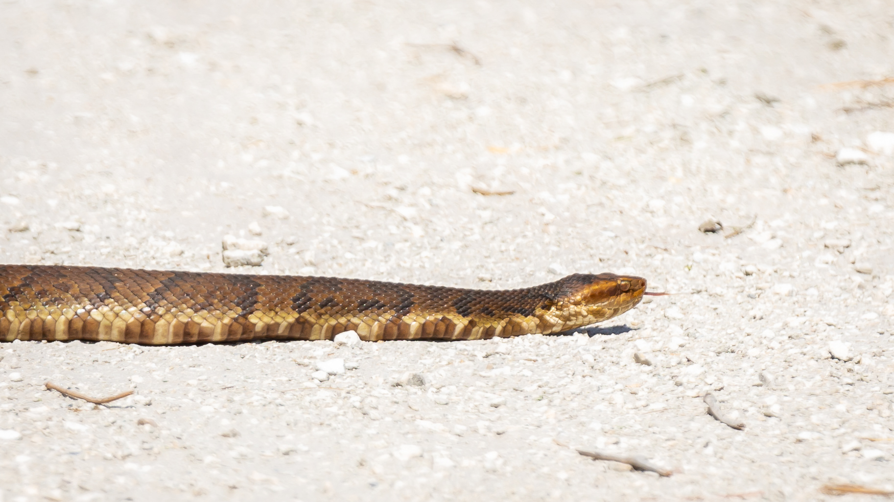 Cottonmouth