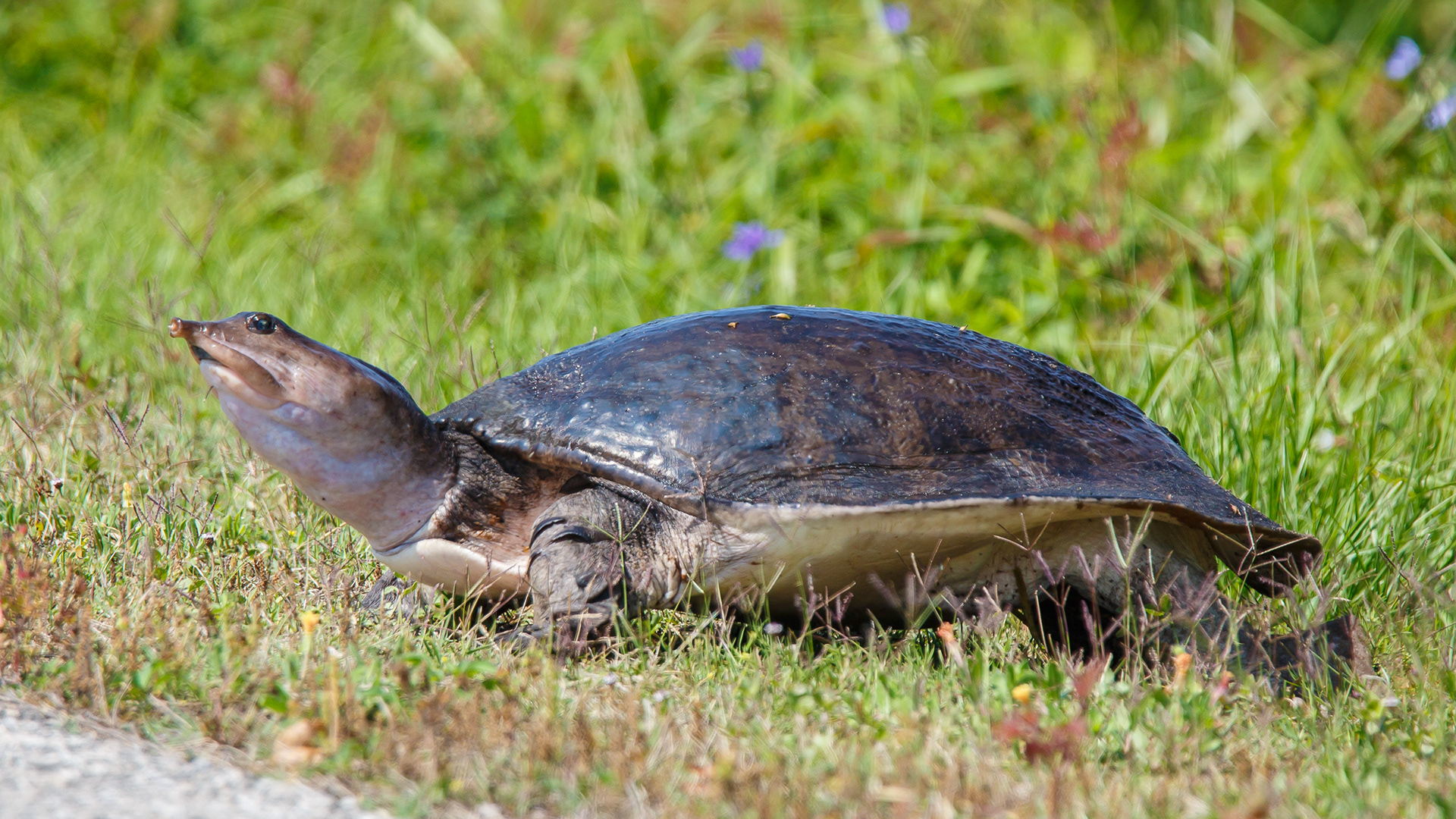 Softshell Turtle