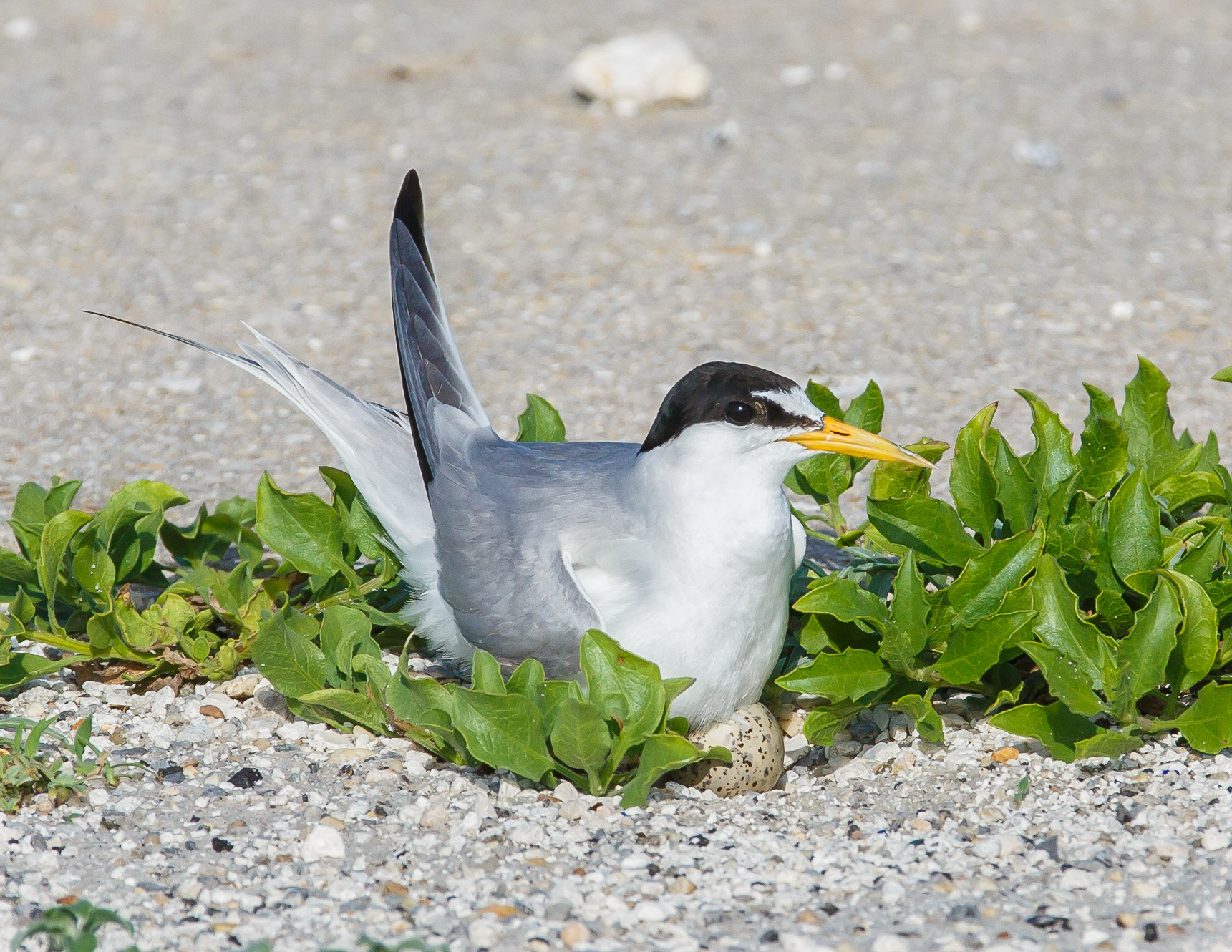Least Tern