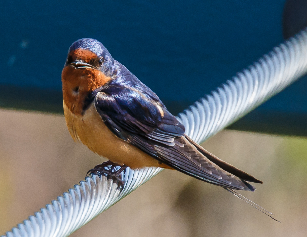 Barn Swallow