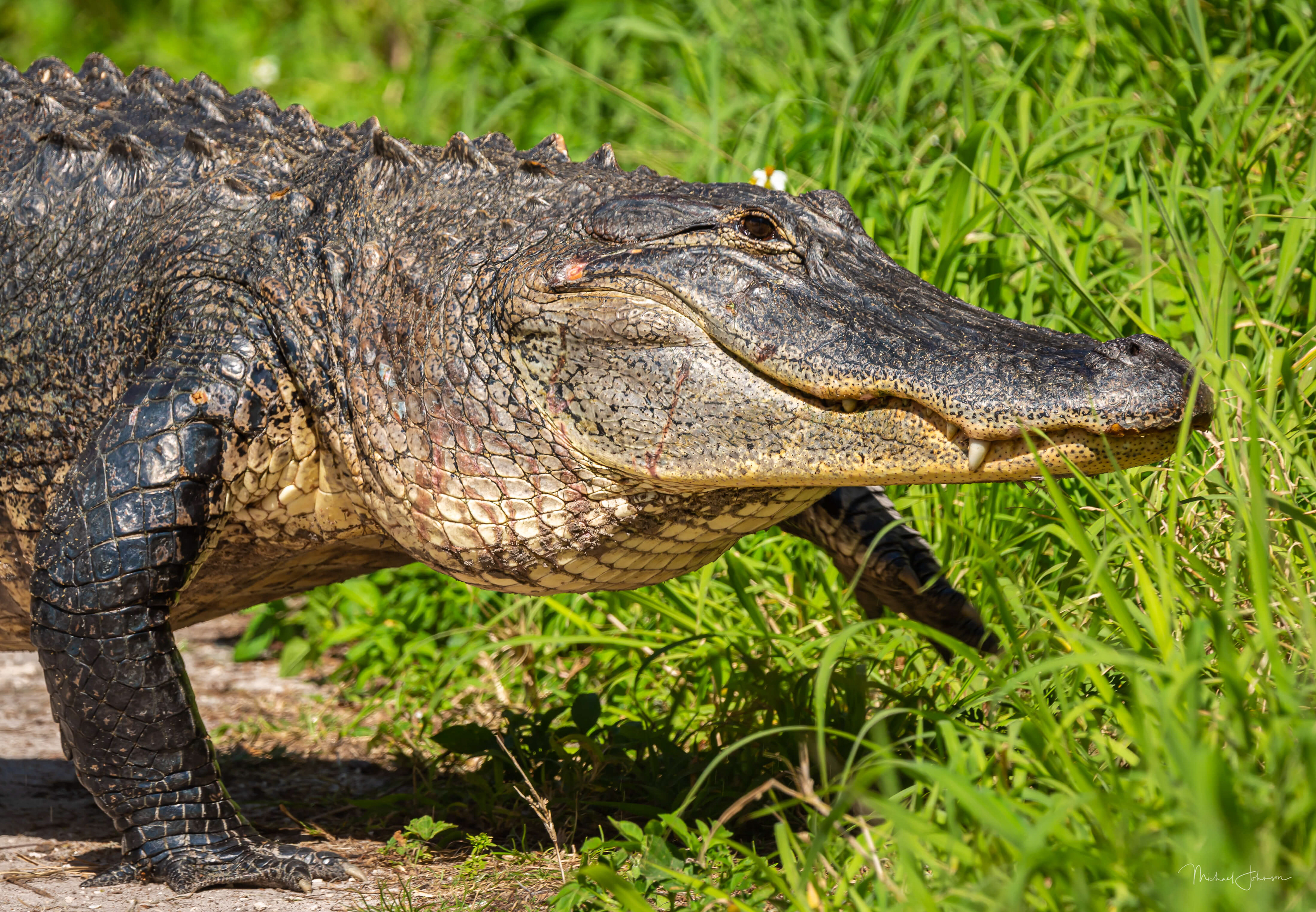 American Alligator