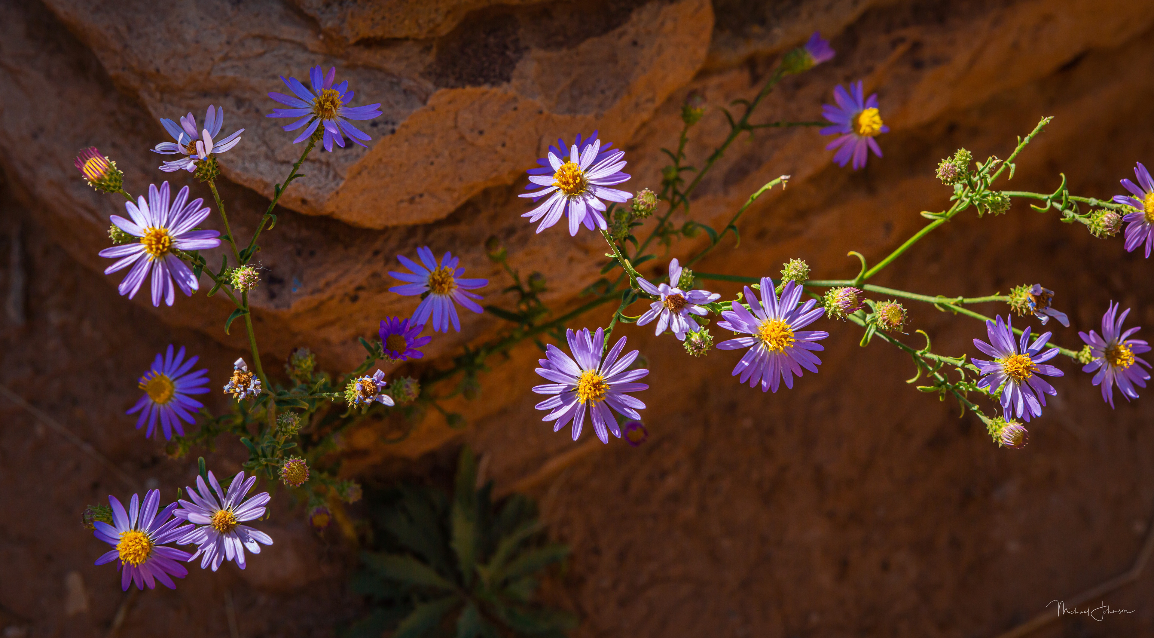Wildflowers