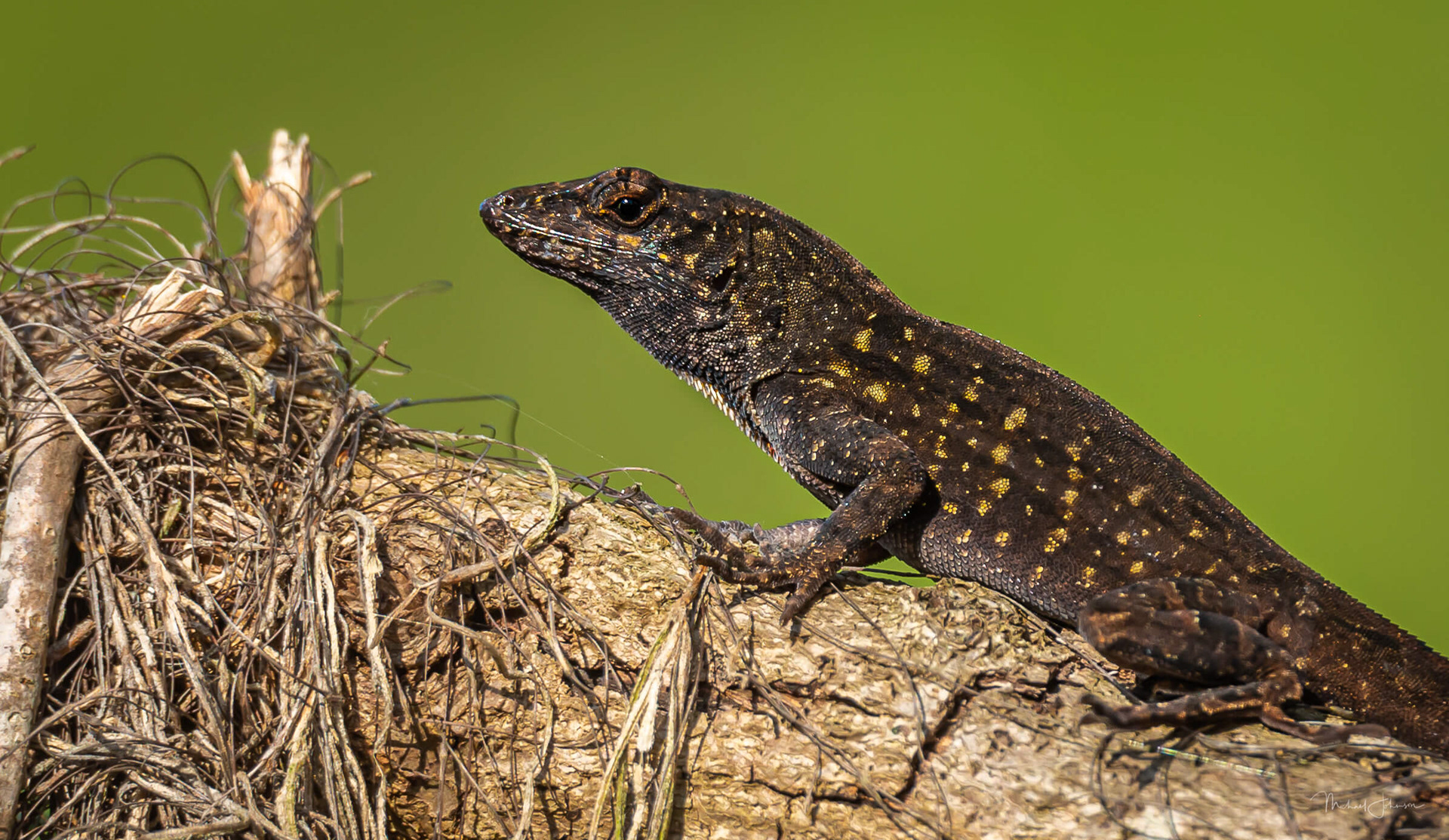 Brown Anole