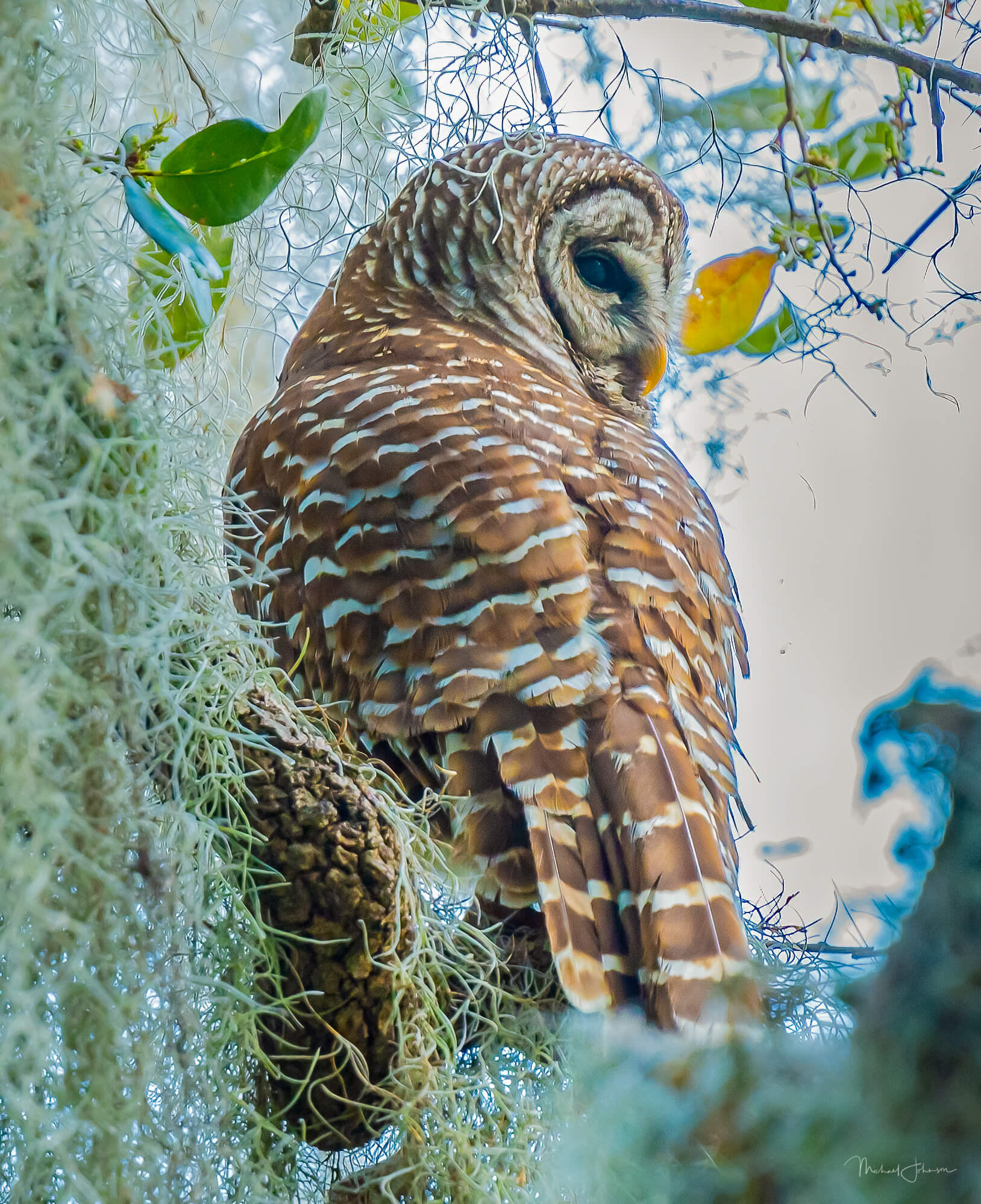 Barred Owl