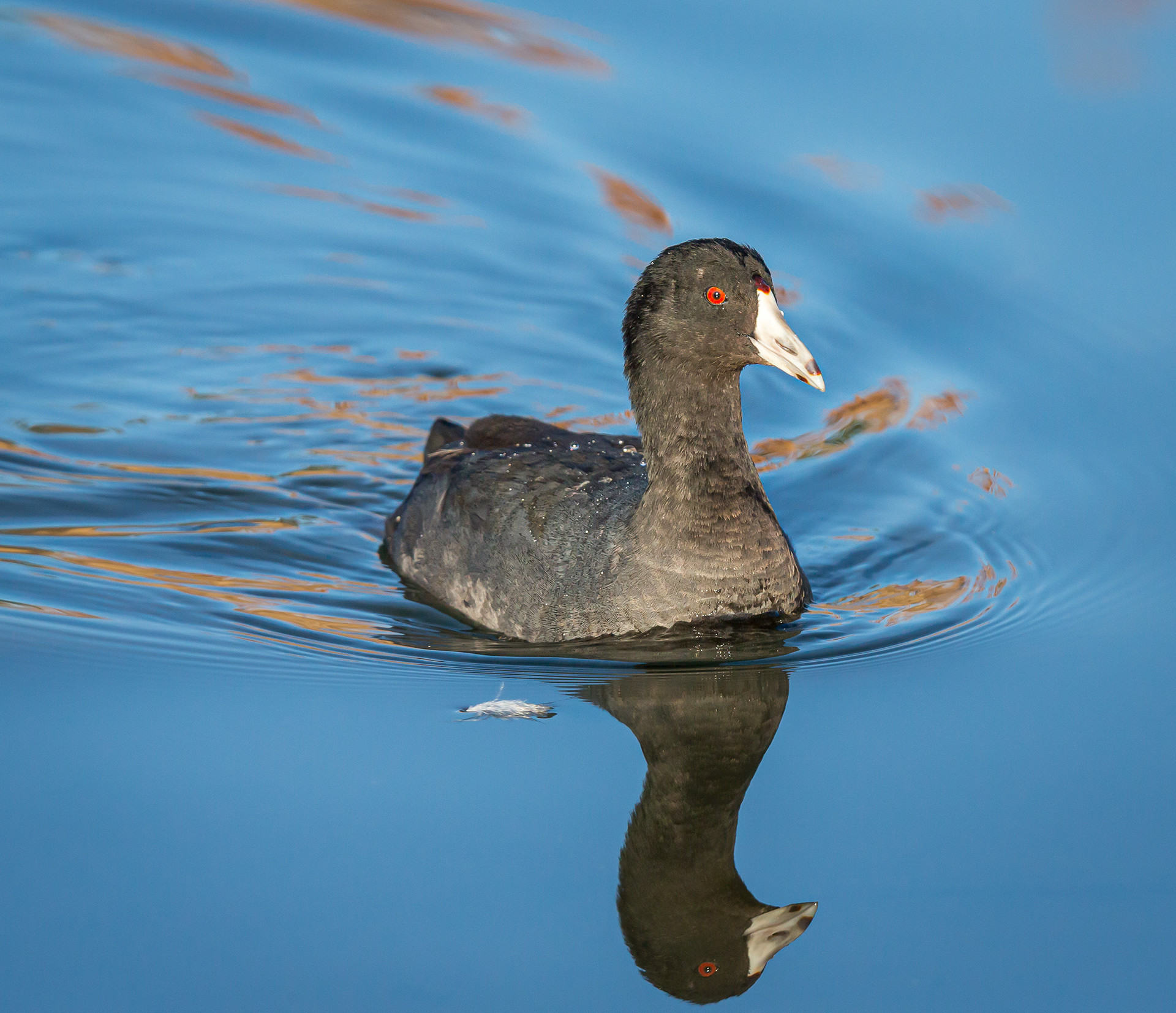 American Coot