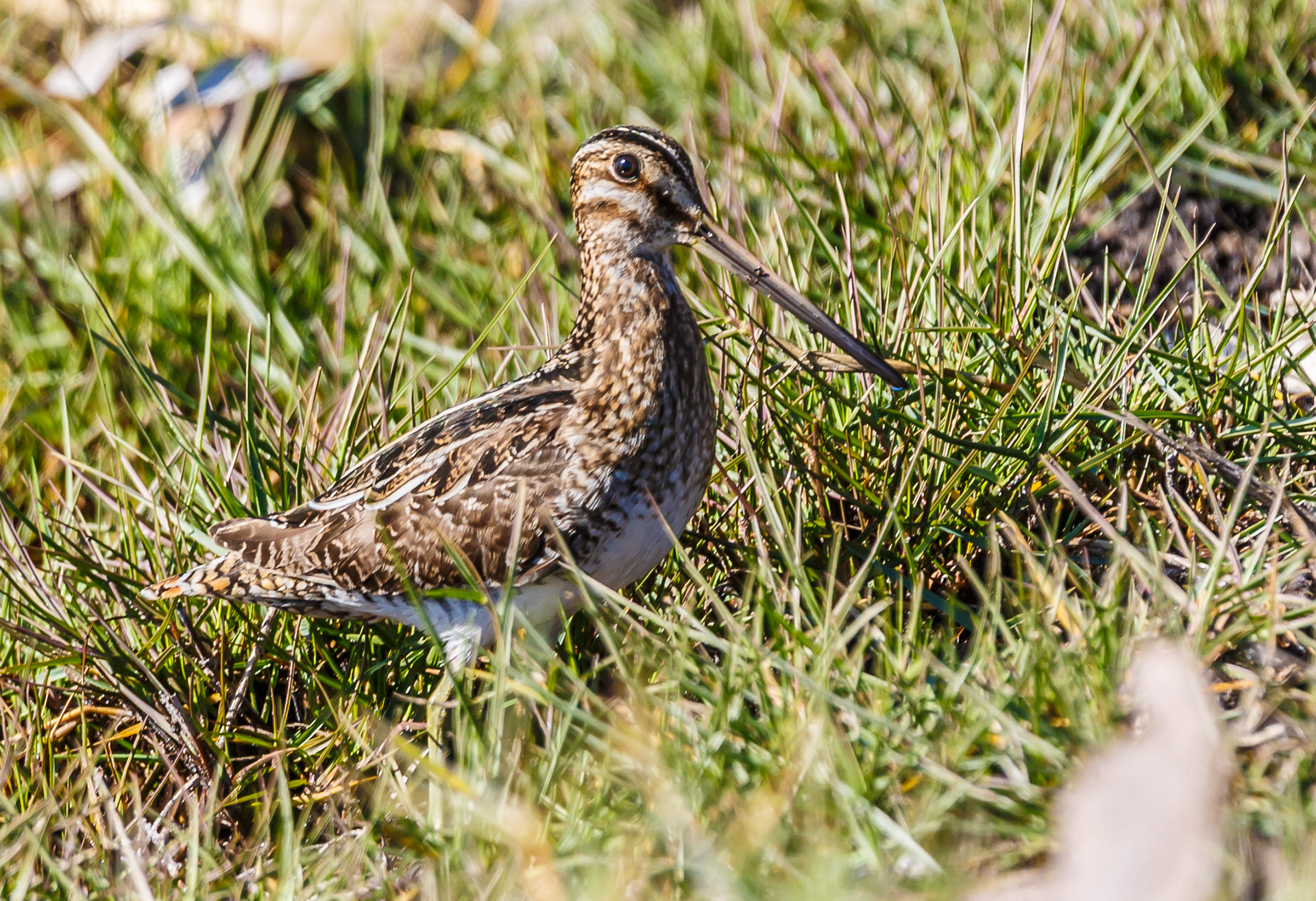 Wilson's Snipe