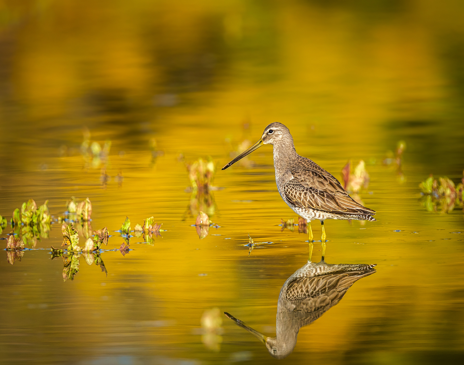 Greater Yellowlegs