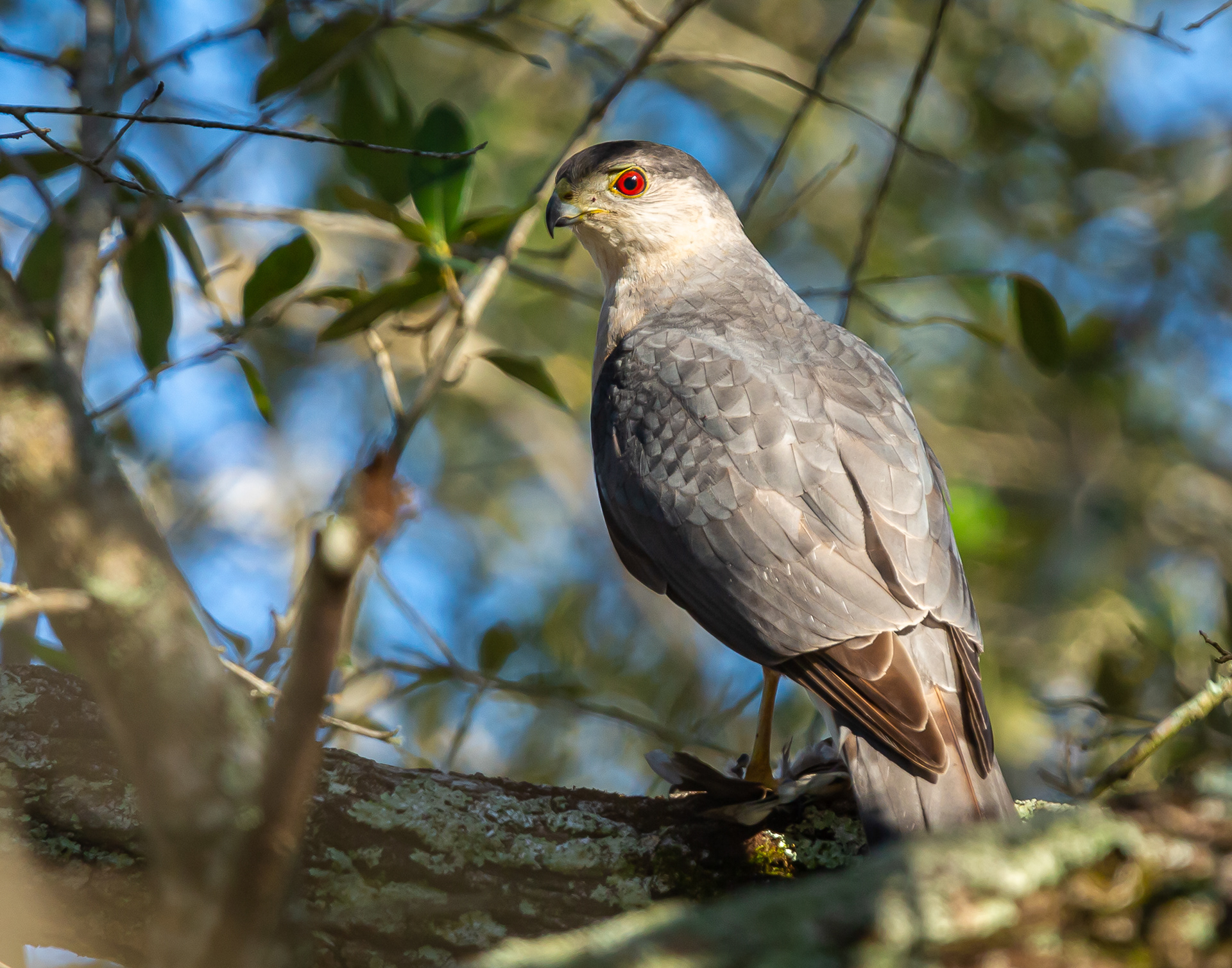 Cooper's Hawk