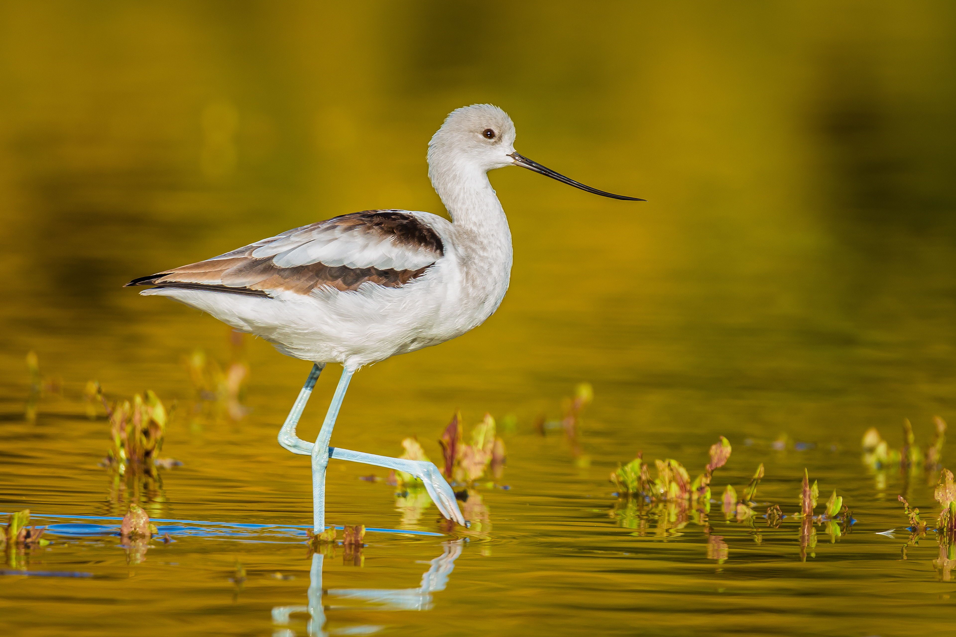 American Avocet
