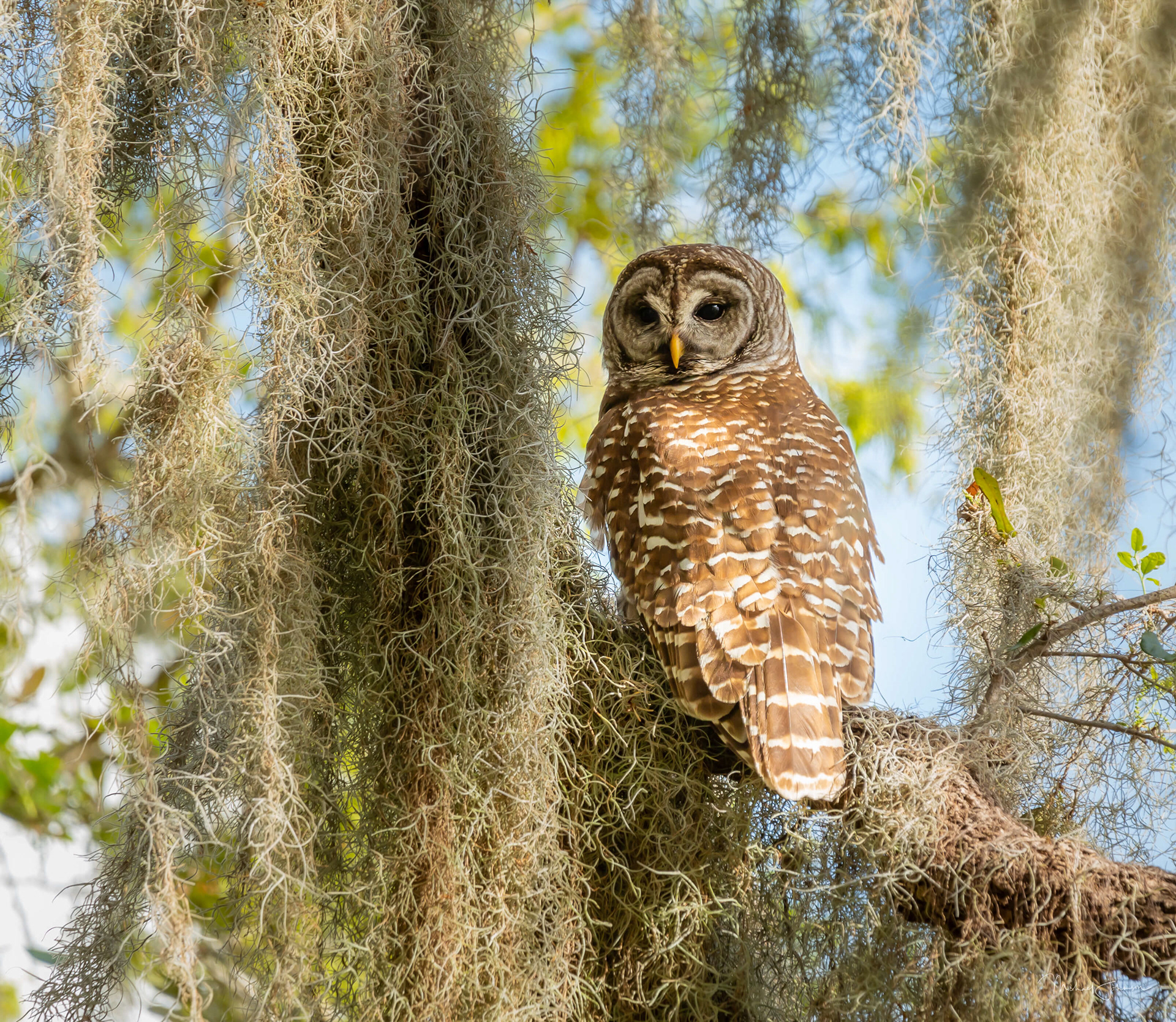Barred Owl