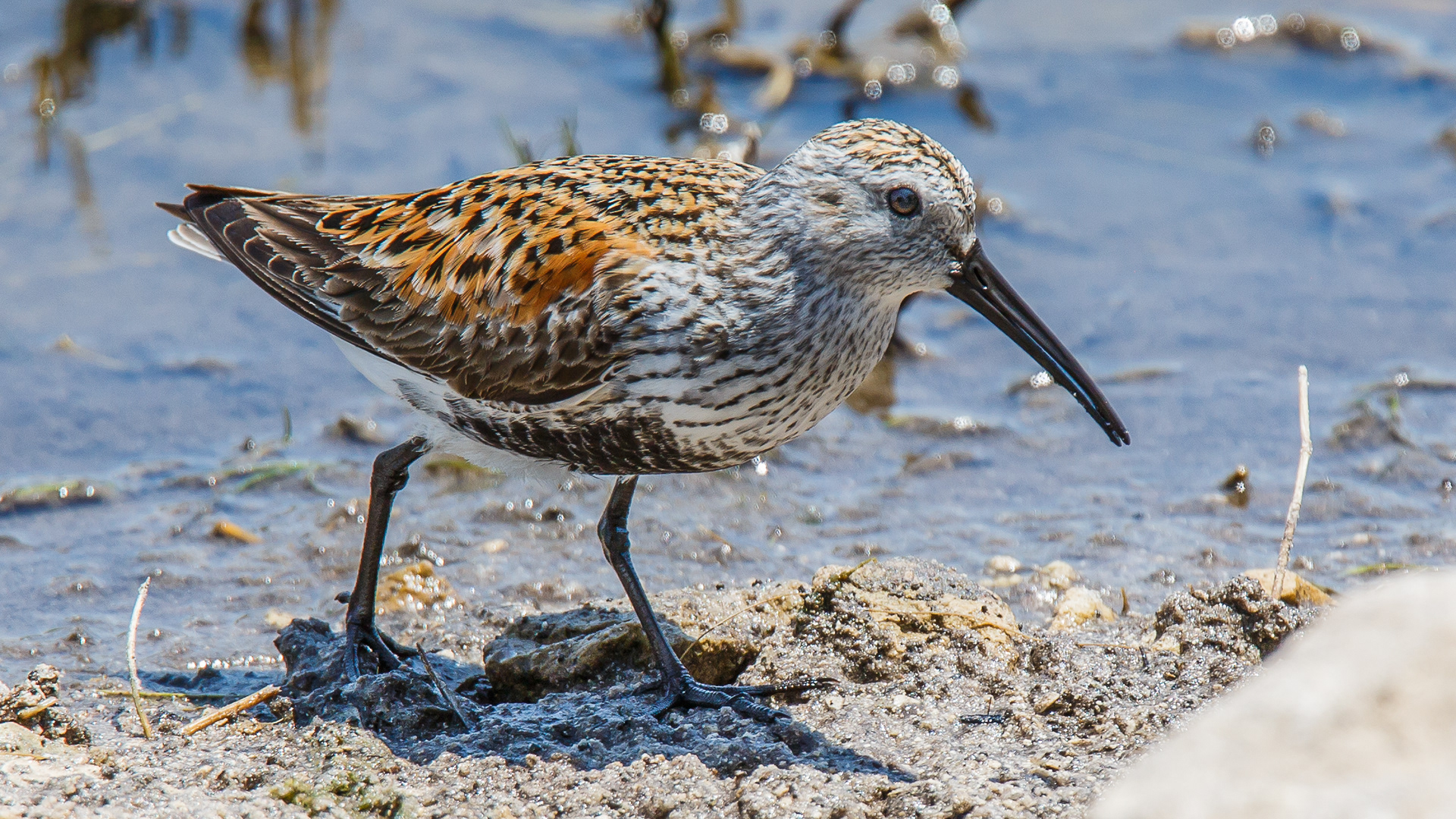 Dunlin